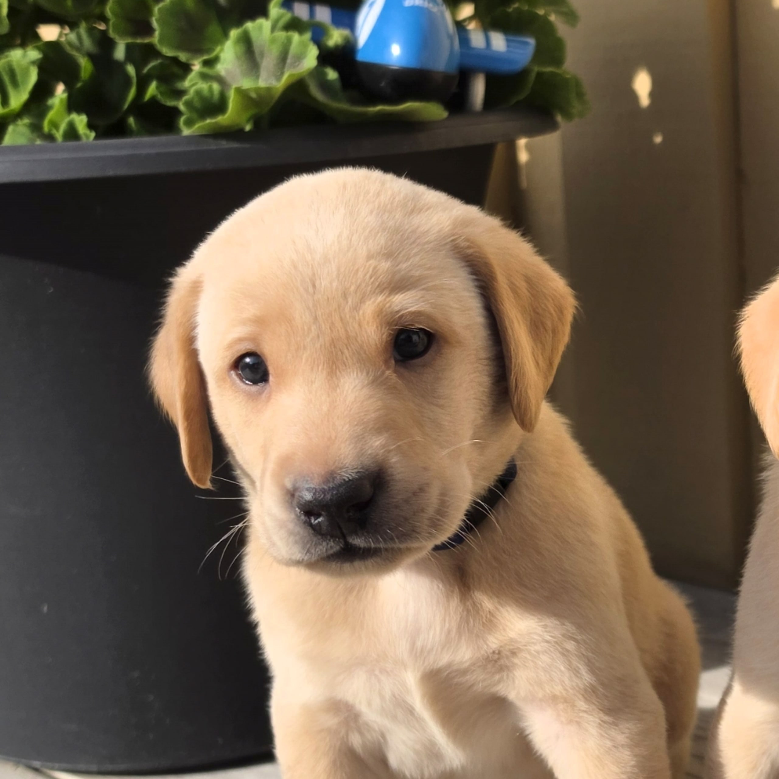 Labrador Retriever