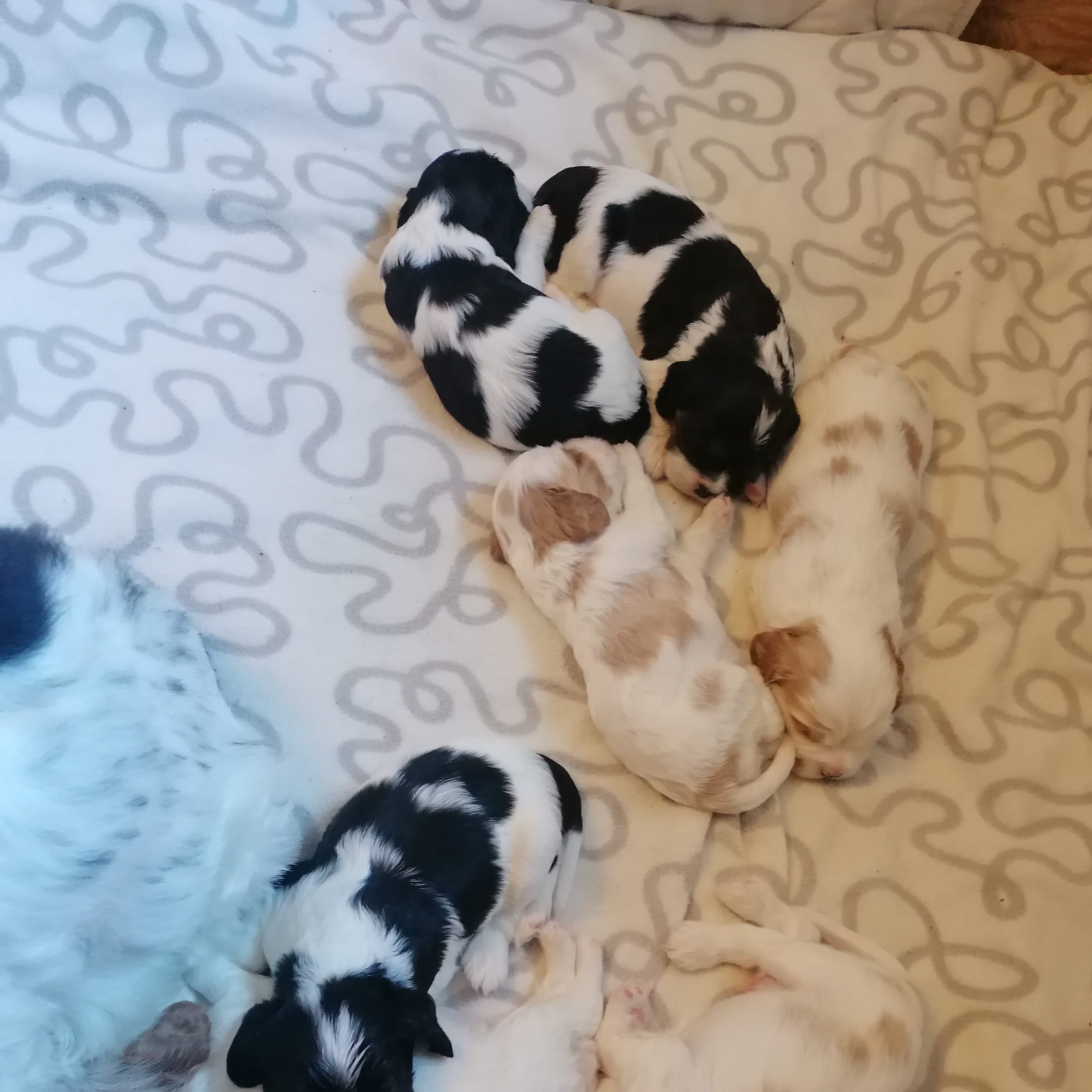 Amerikansk cockerspaniel Kavaljer King Charles Spaniel