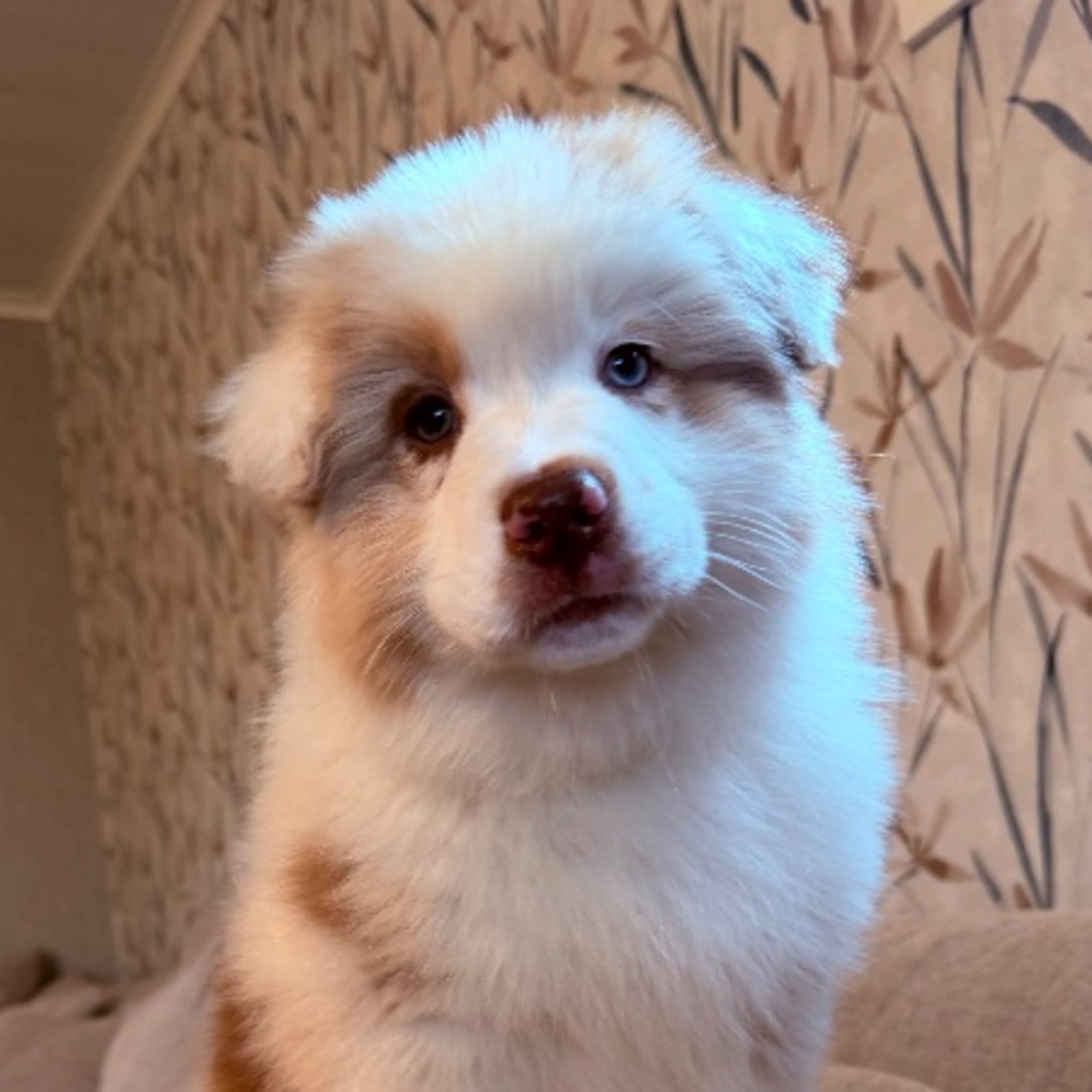 Australian shepherd