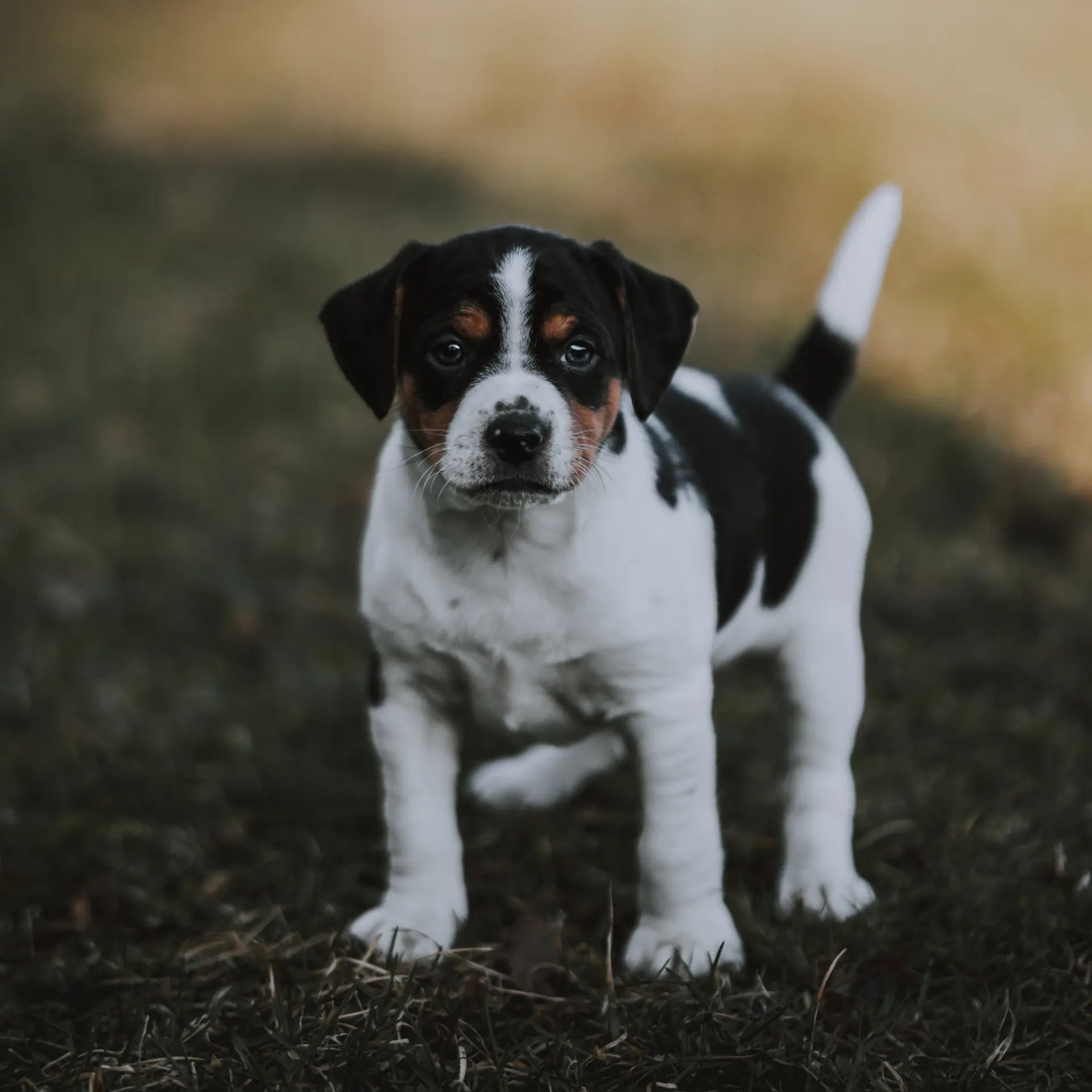 Dansk-svensk gårdhund