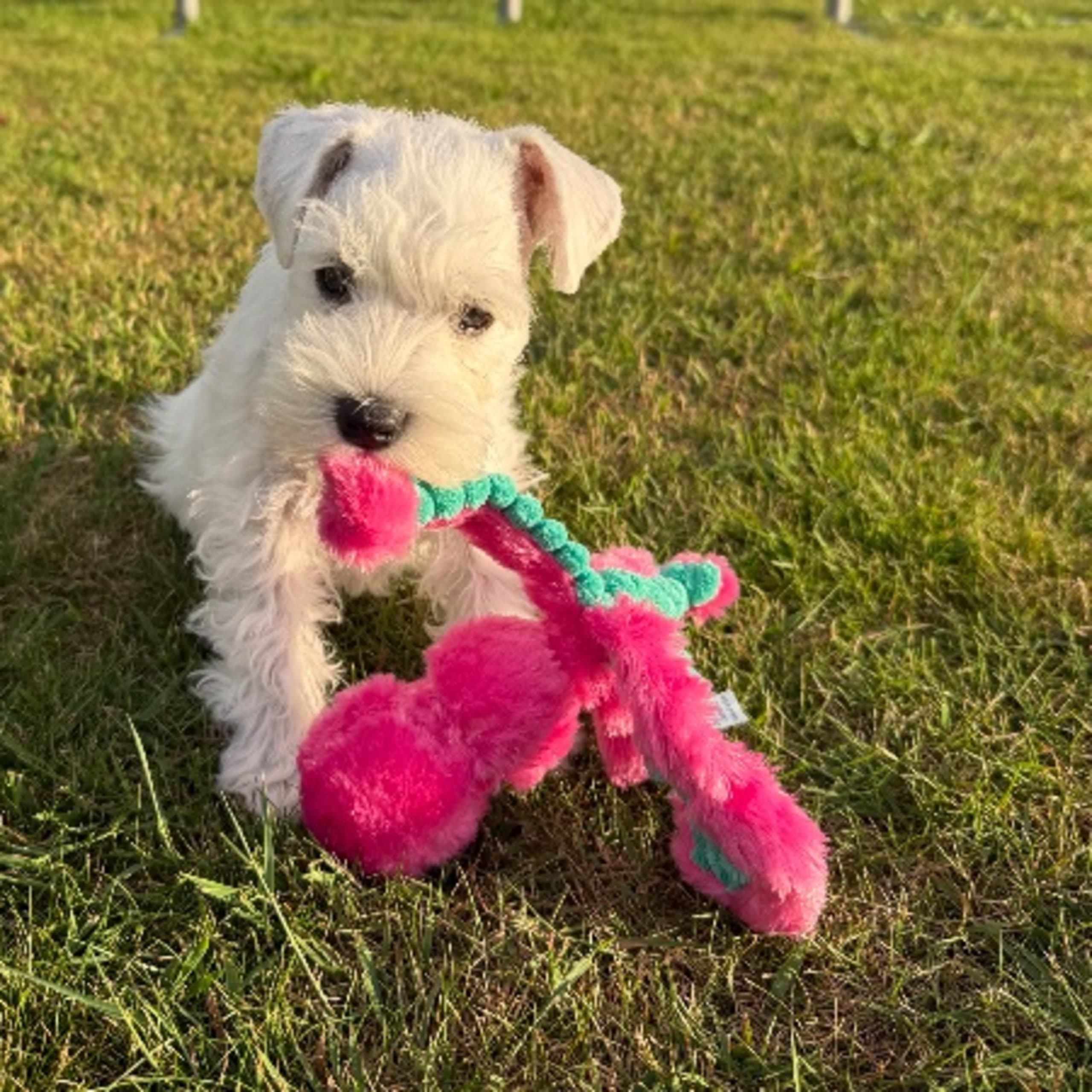Dvärgschnauzer