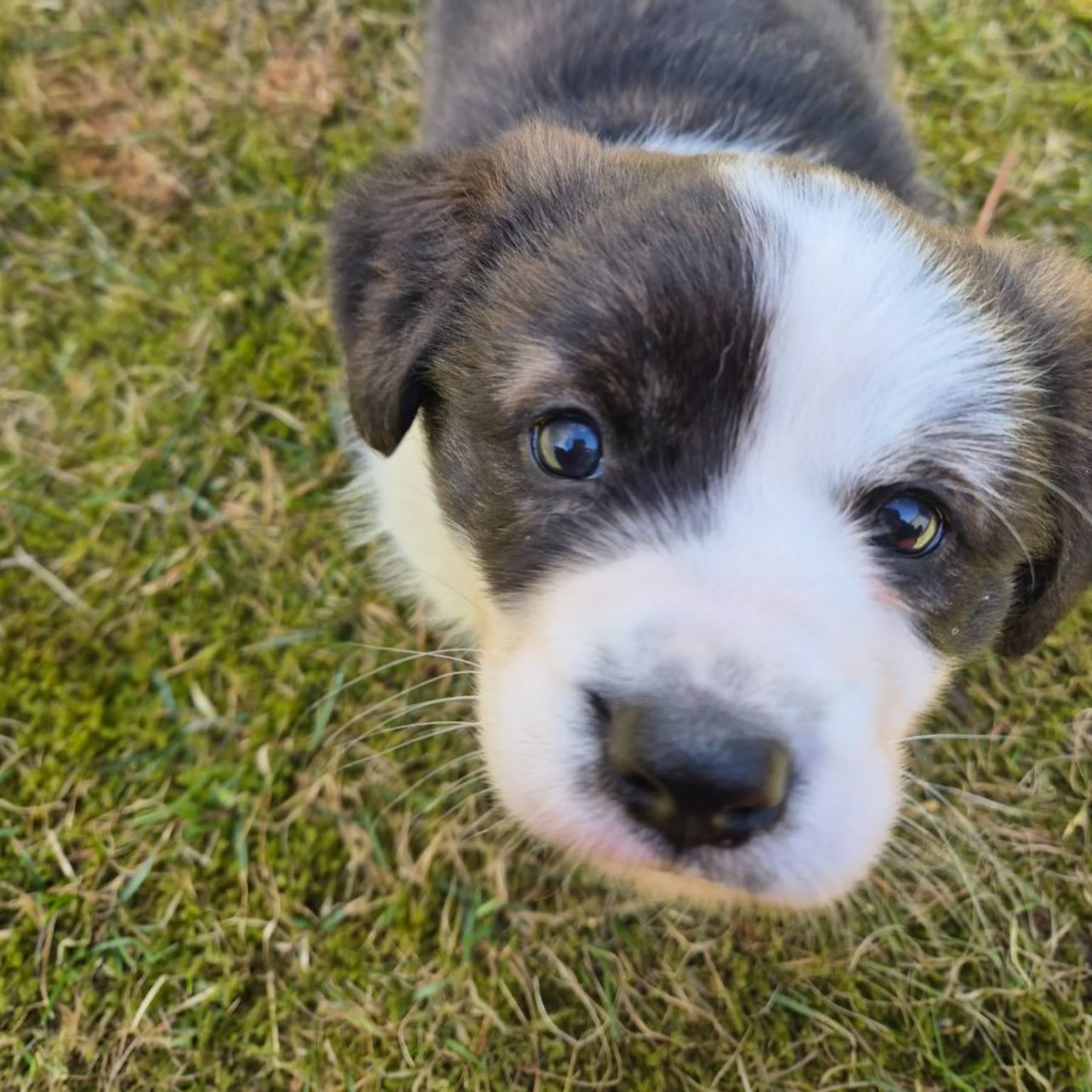 Welsh corgi cardigan