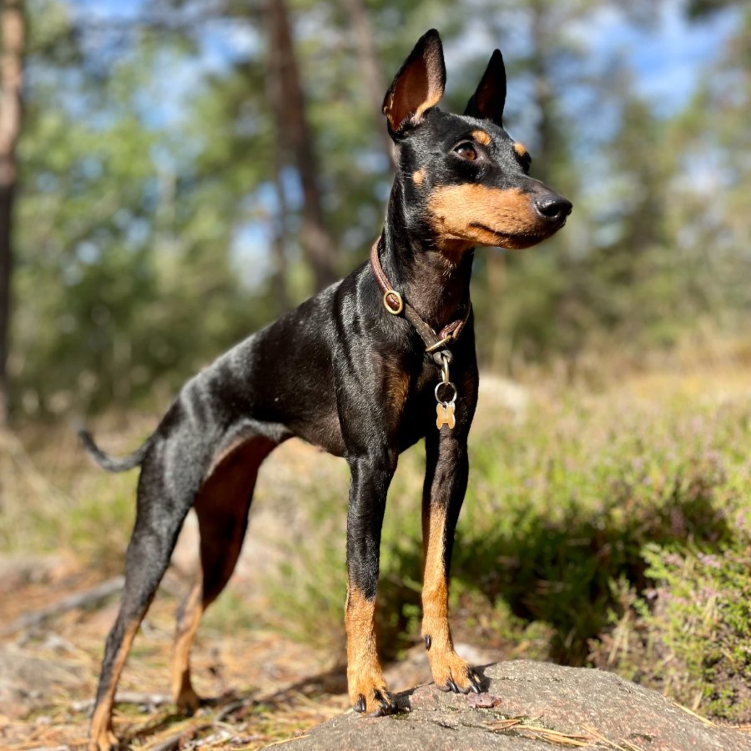English toy terrier