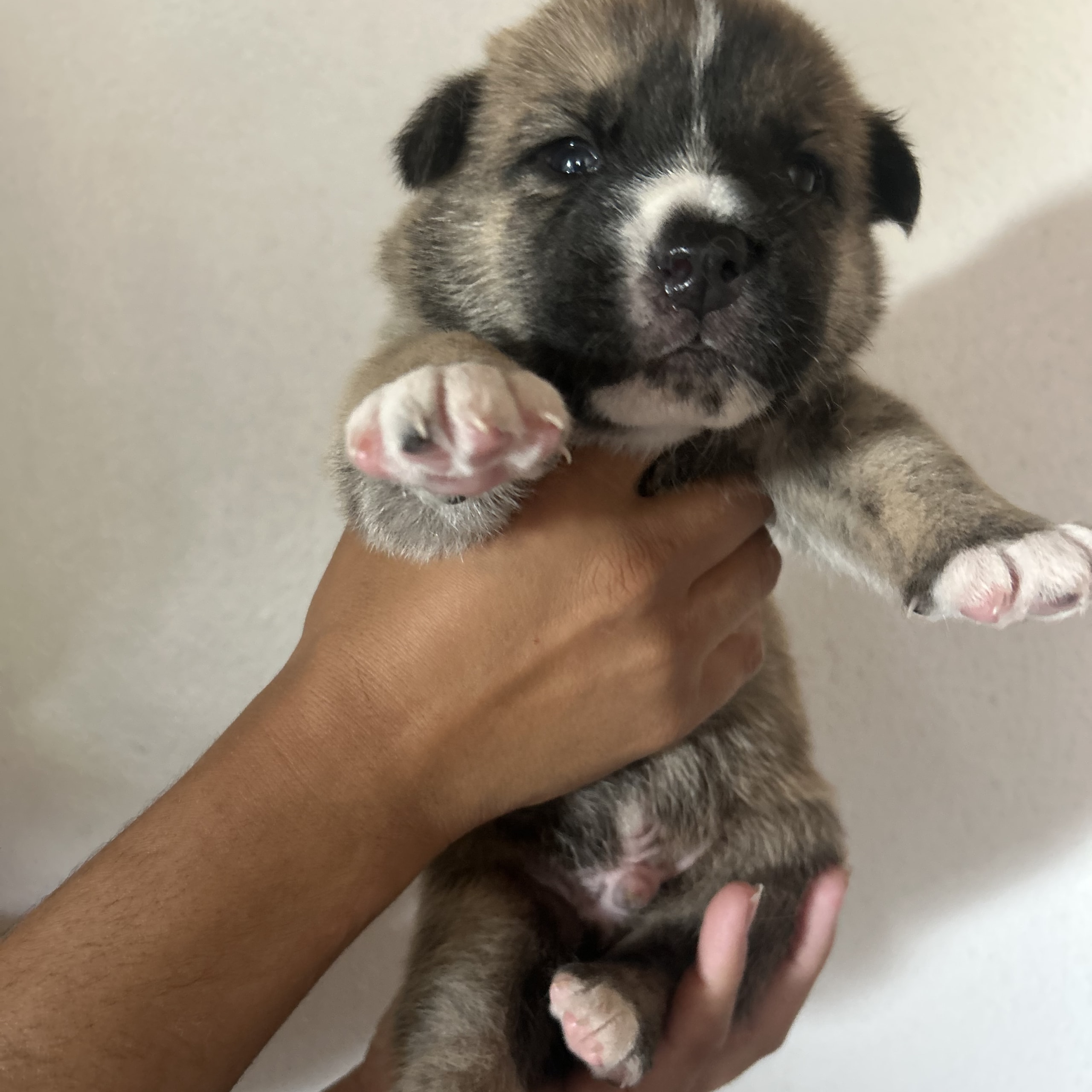 Akita