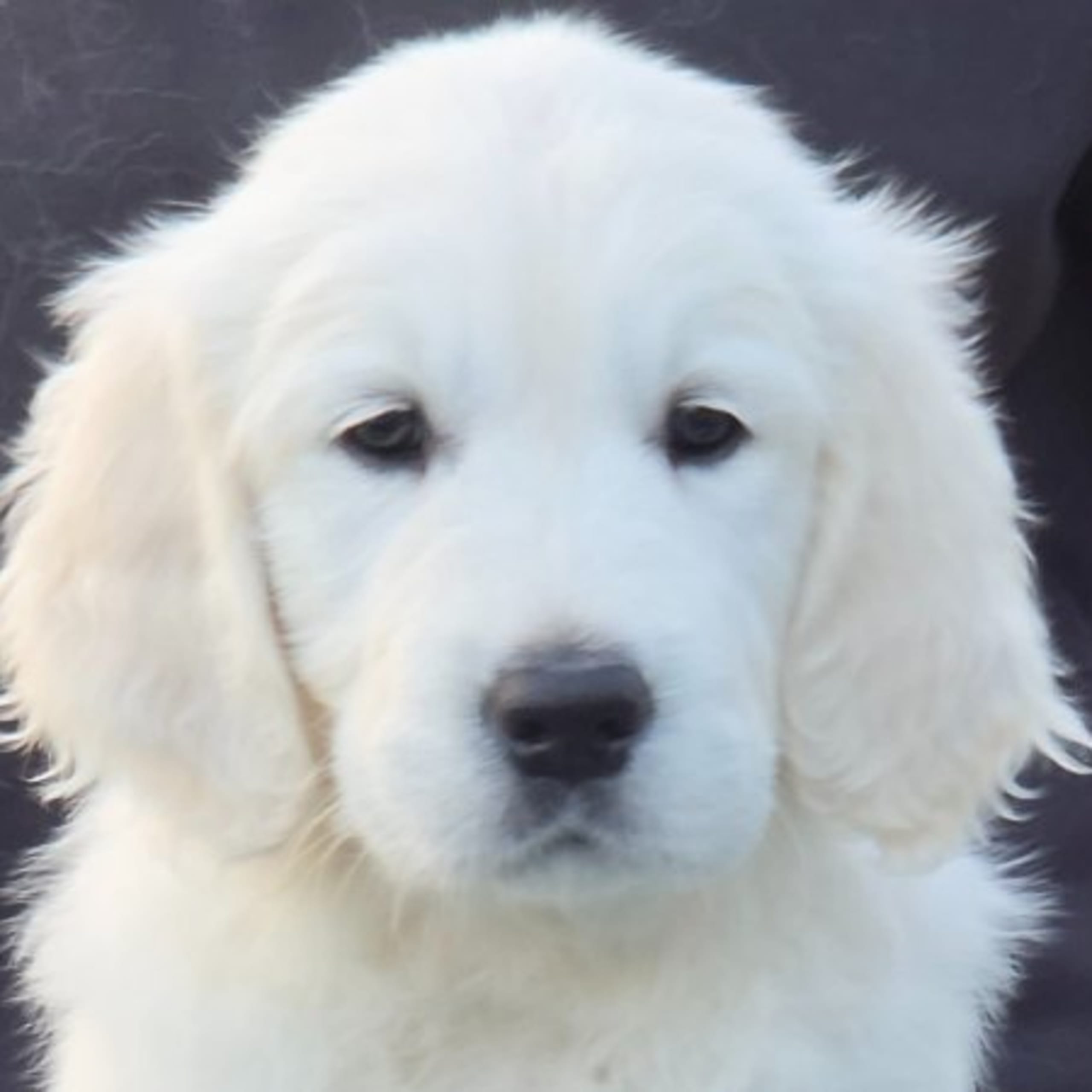 Golden retriever
