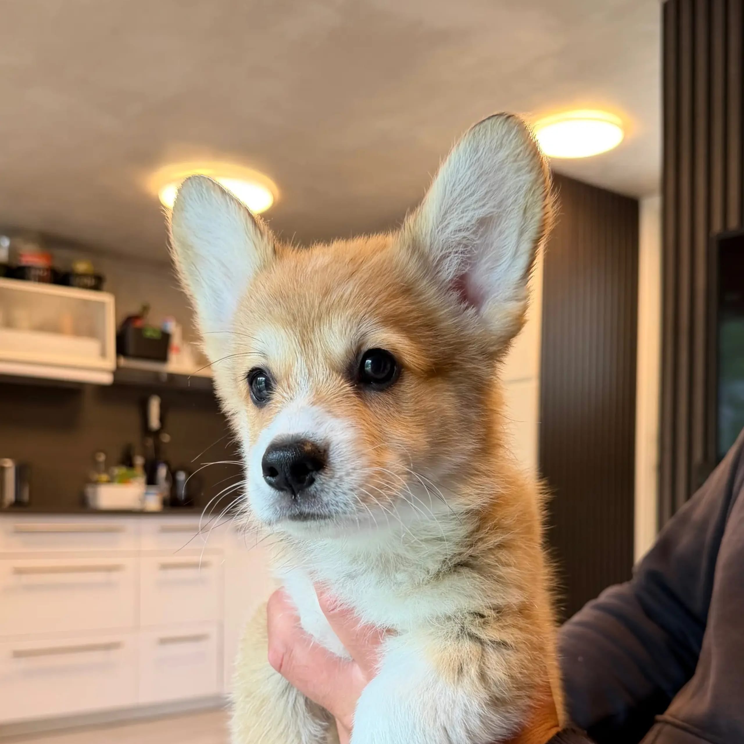 Welsh corgi pembroke