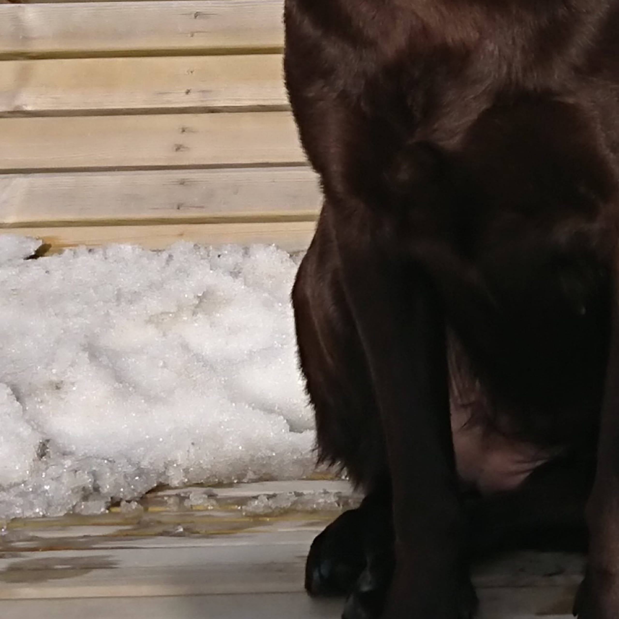 Labrador retriever