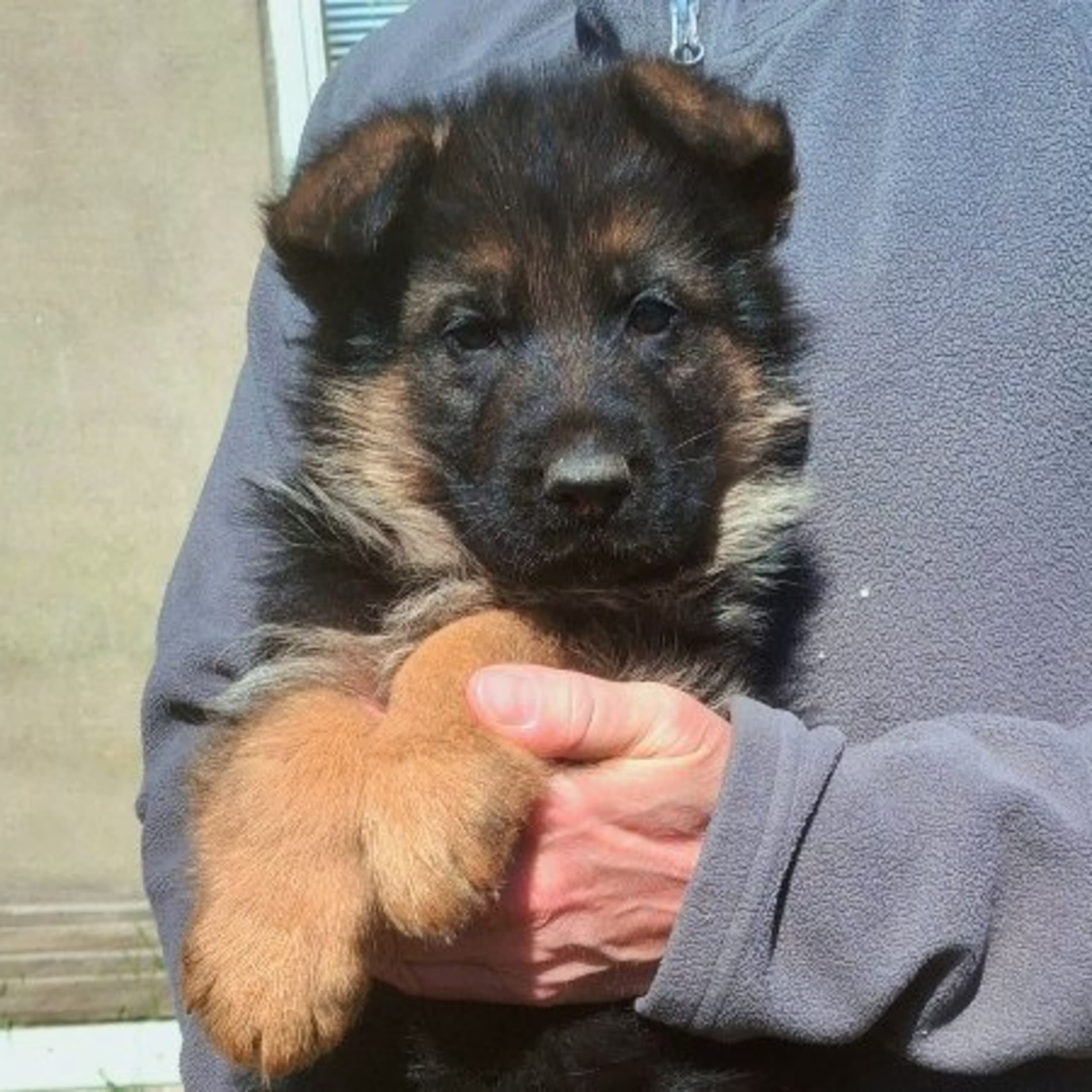 Schæferhund