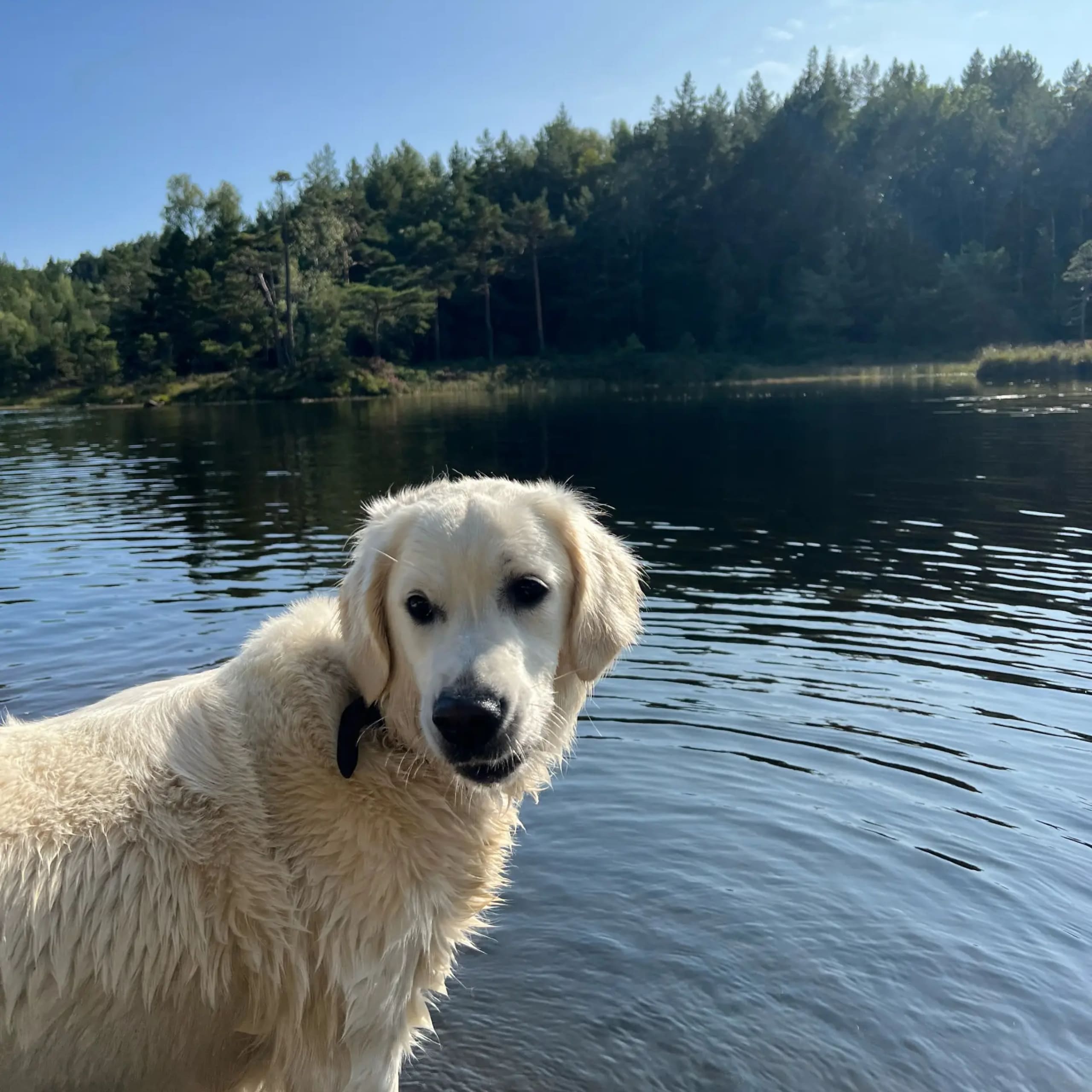 Golden retriever