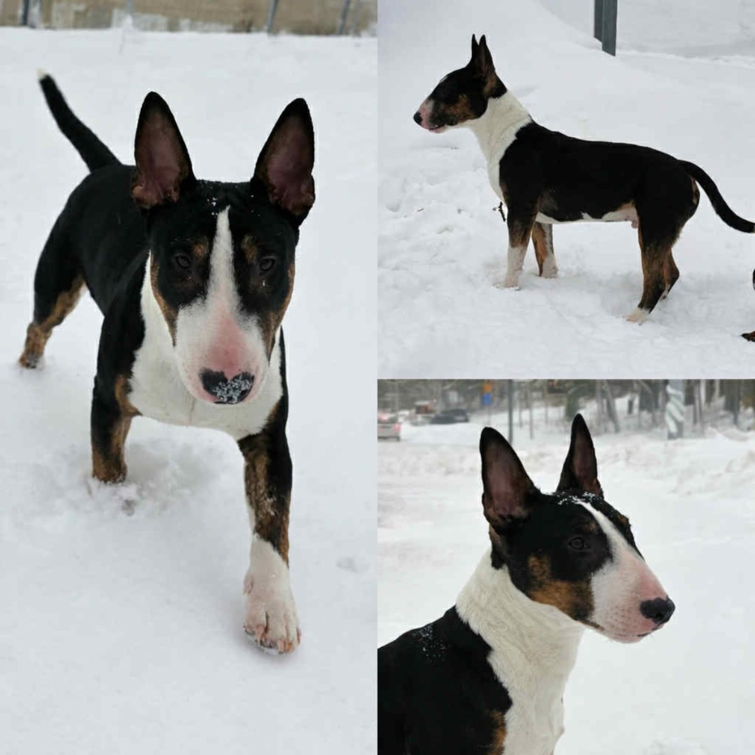 Miniatyrbullterrier