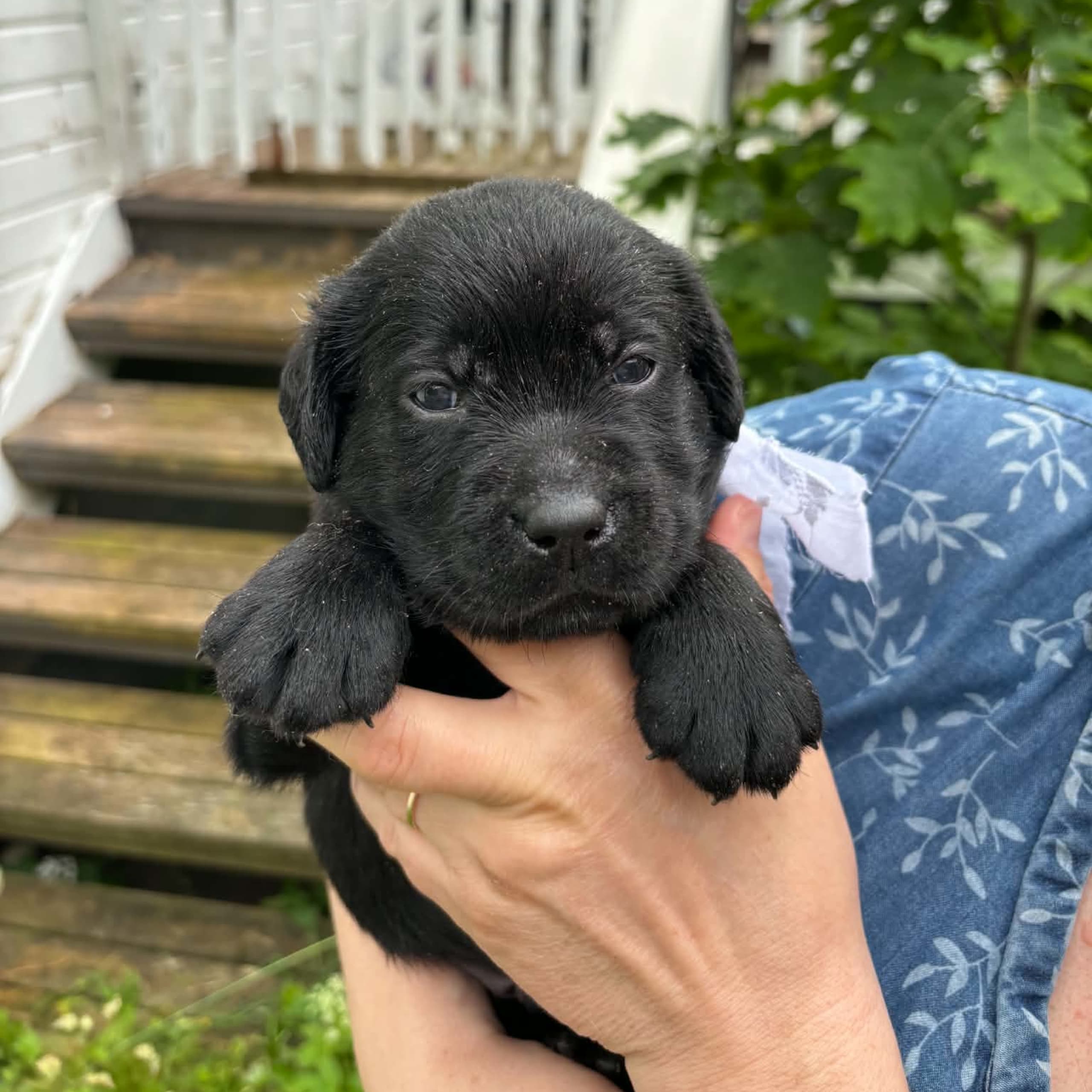 Labrador retriever