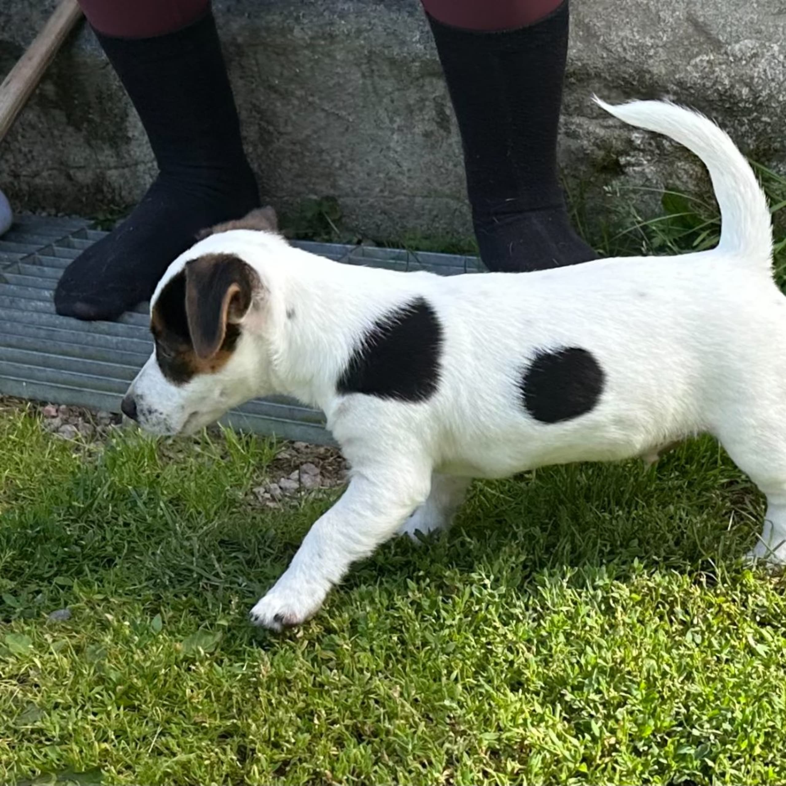 Jack russell terrier