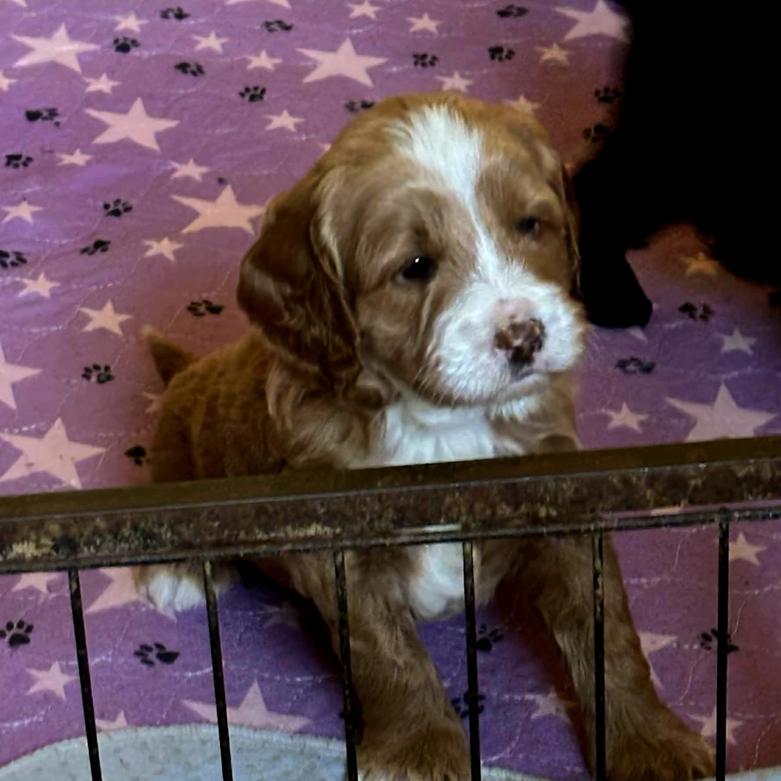 Truffelnose