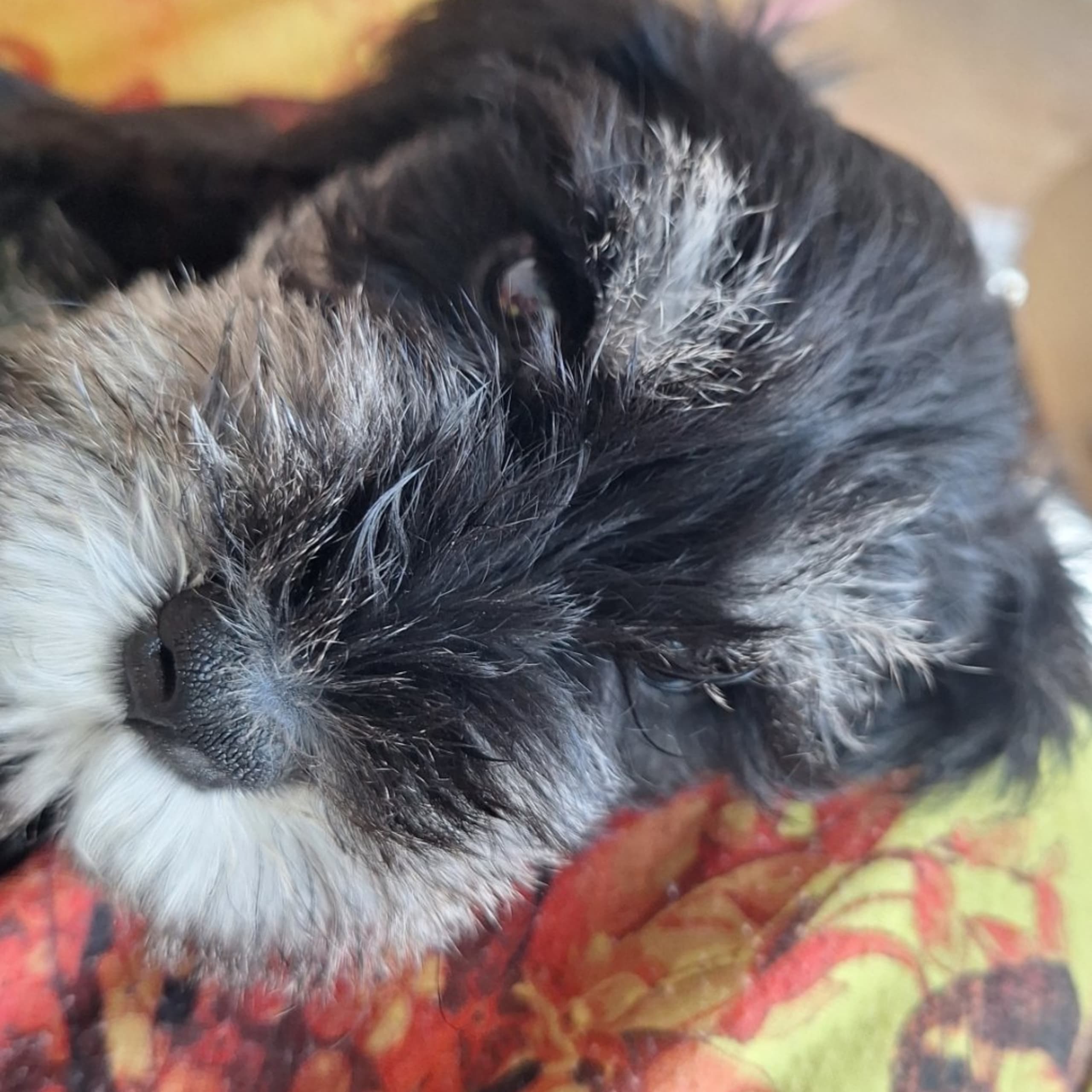 Dvärgschnauzer