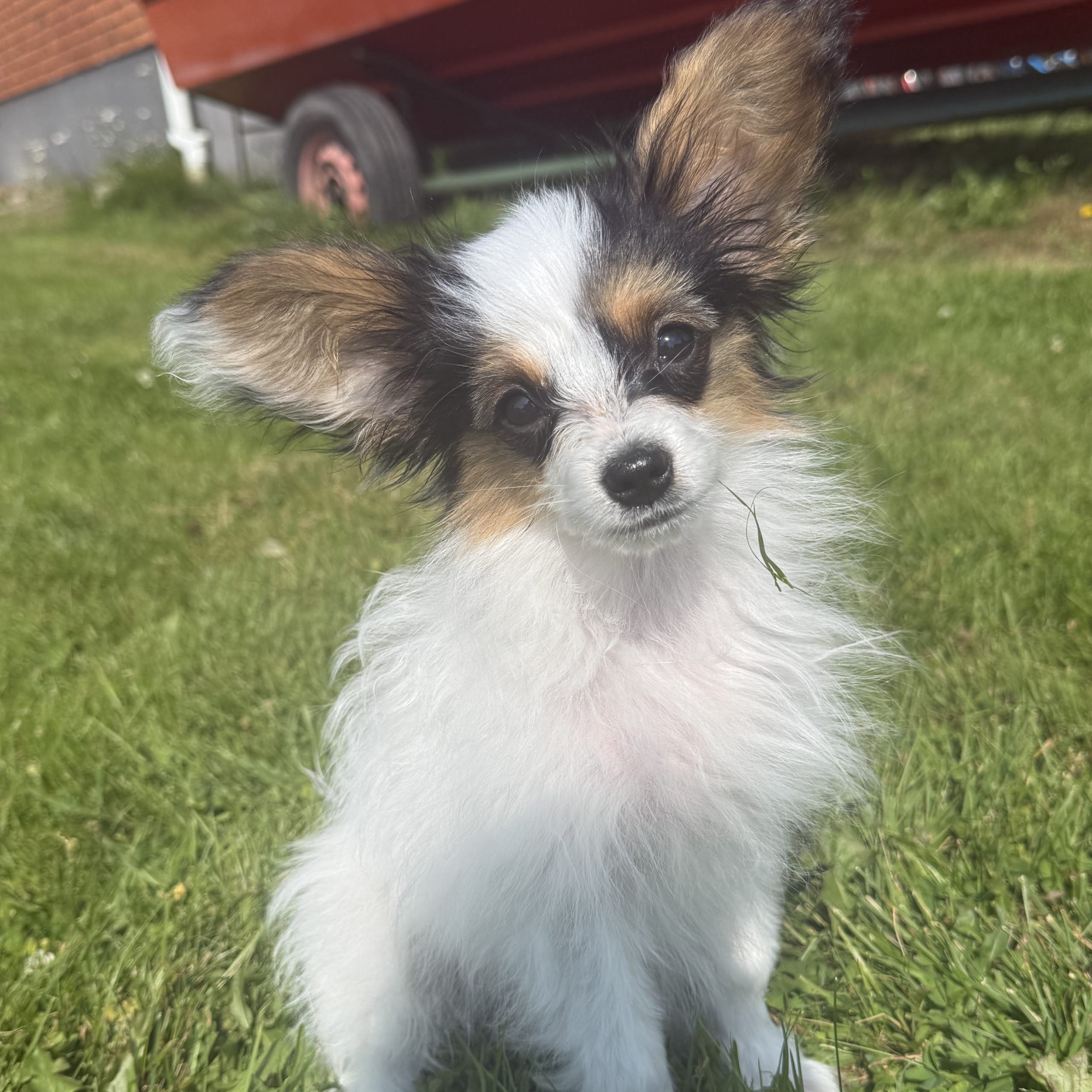 Papillon