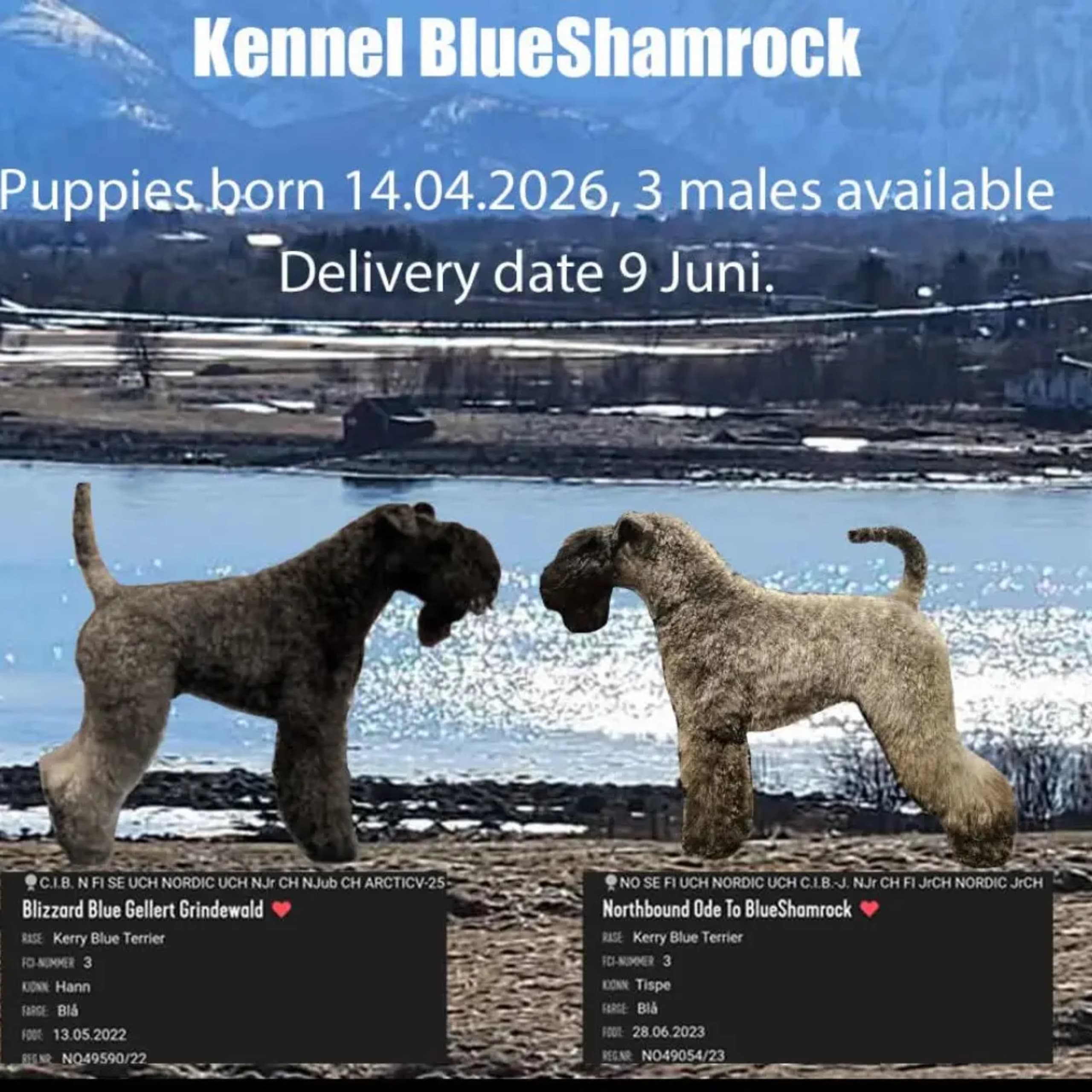 Blueshamrock