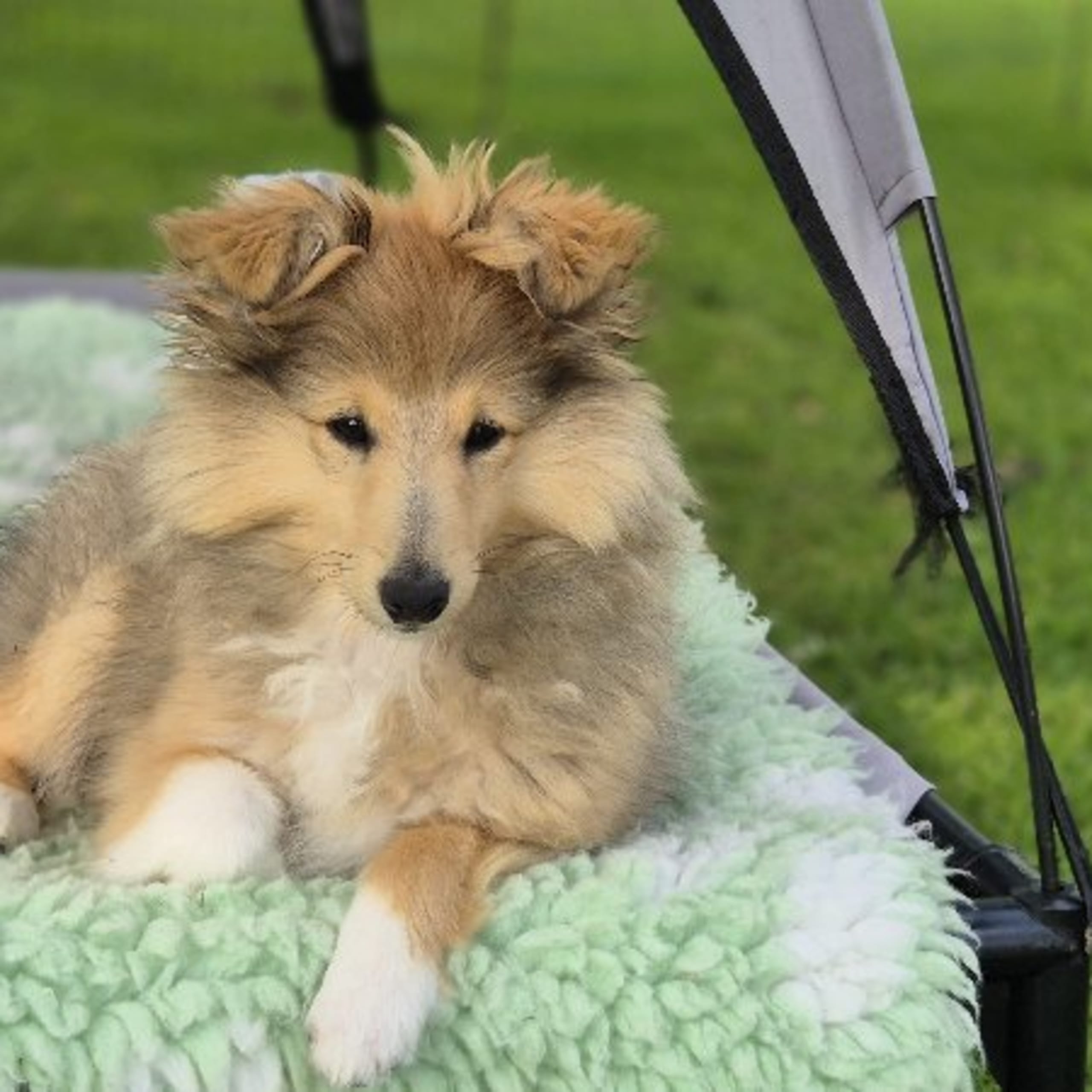 Shetland sheepdog