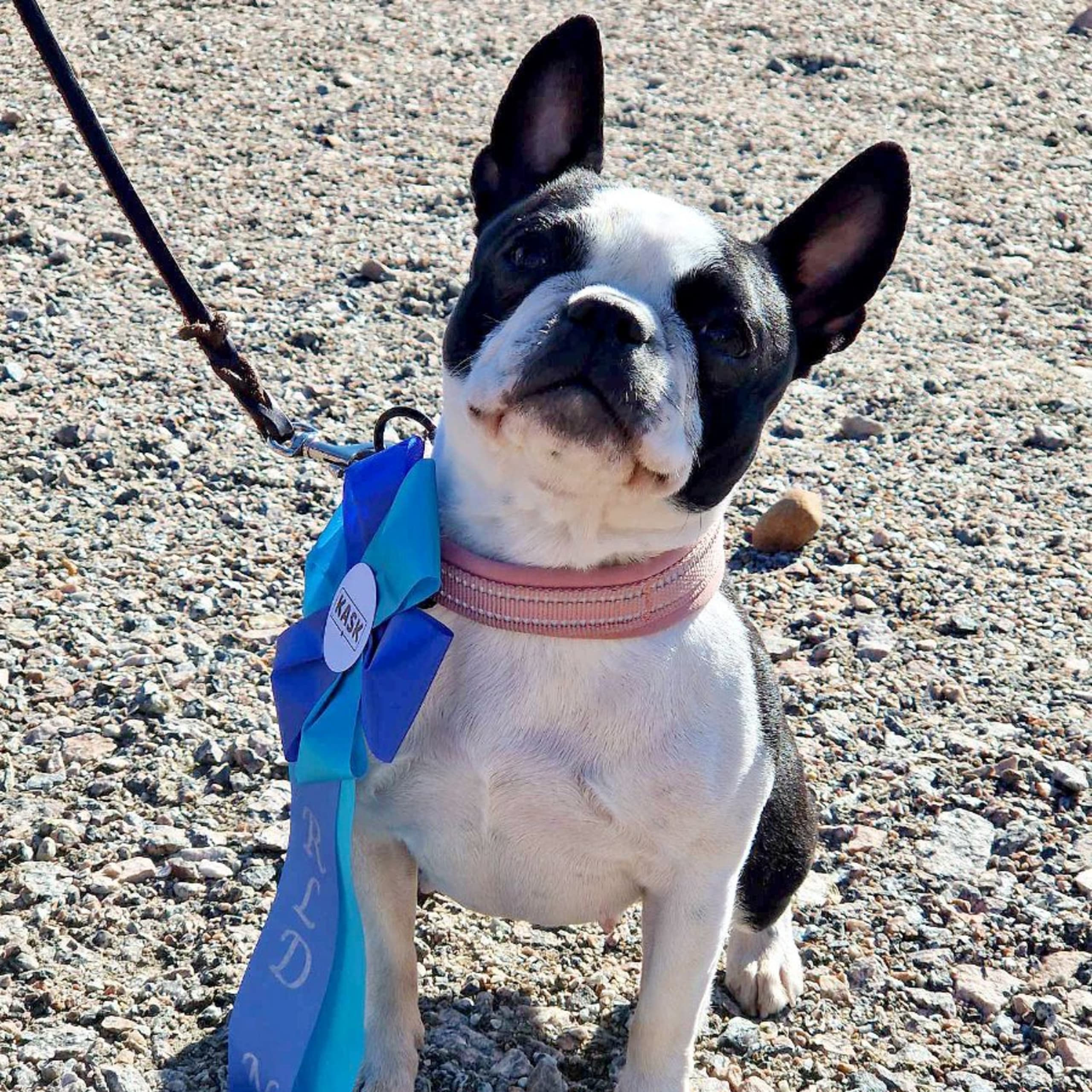 Bostonterrier