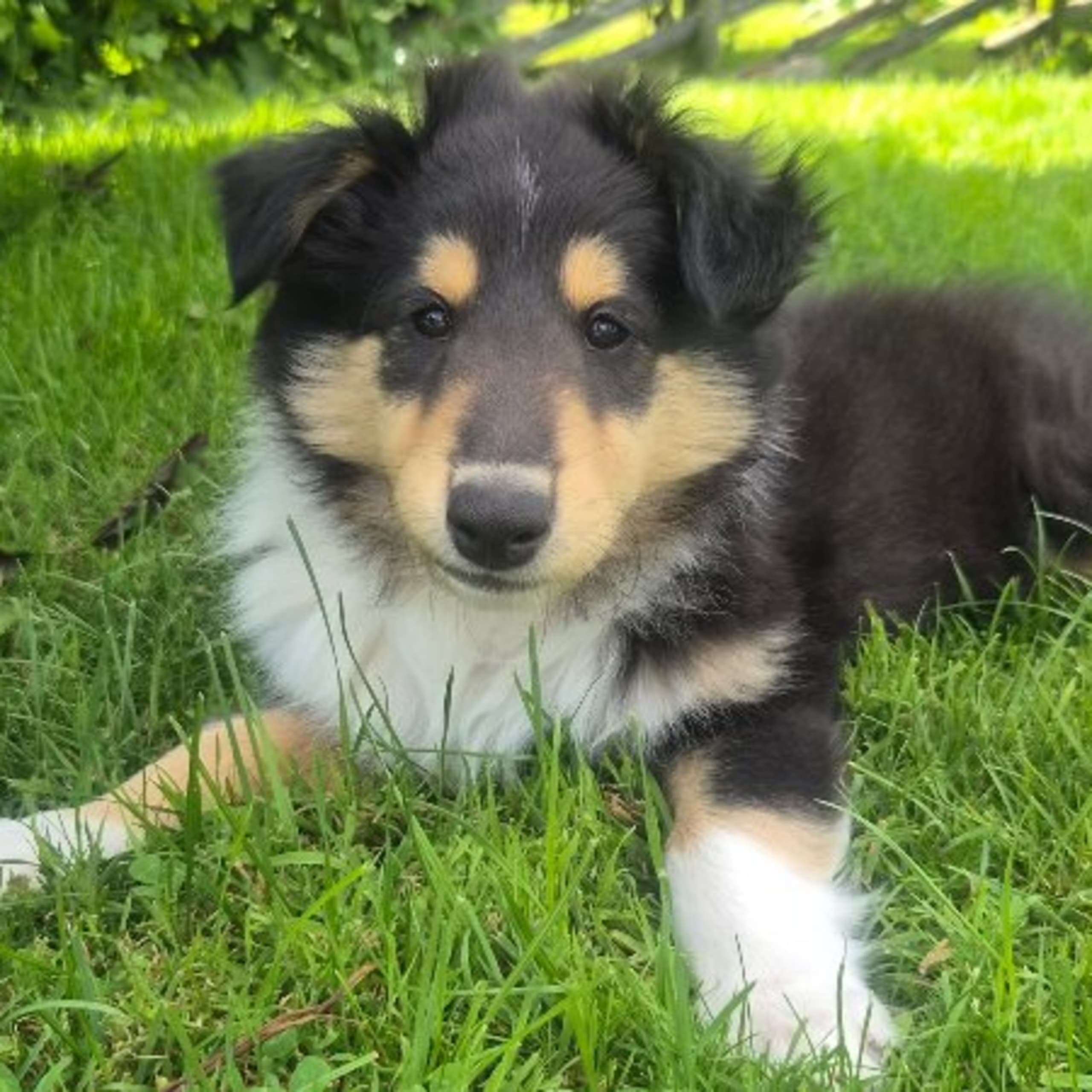 Collie