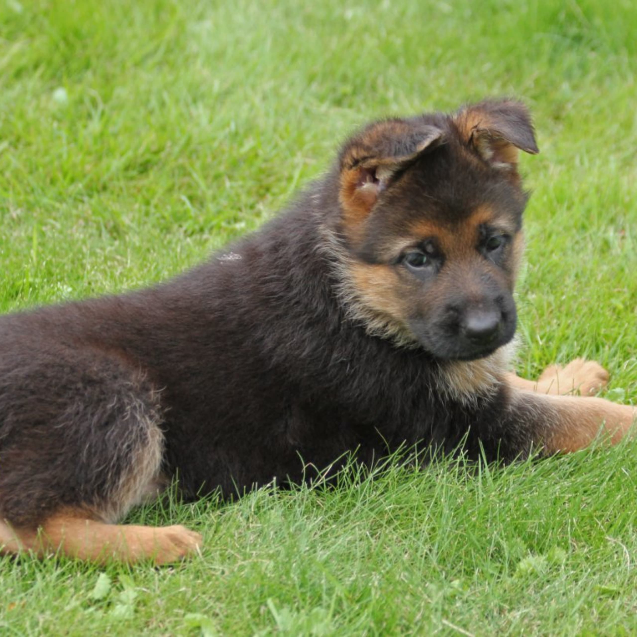 Tysk Schäferhund