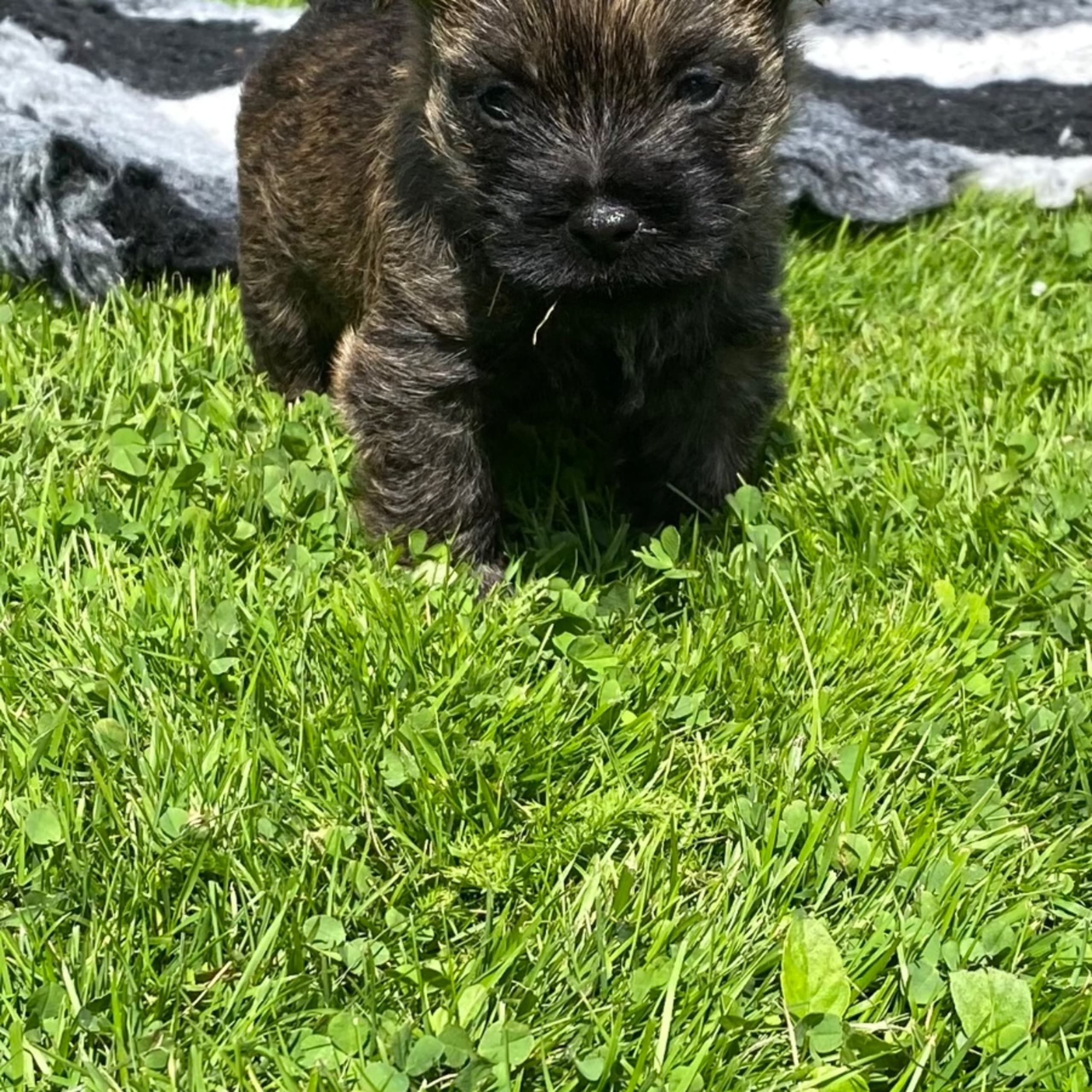 Cairnterrier