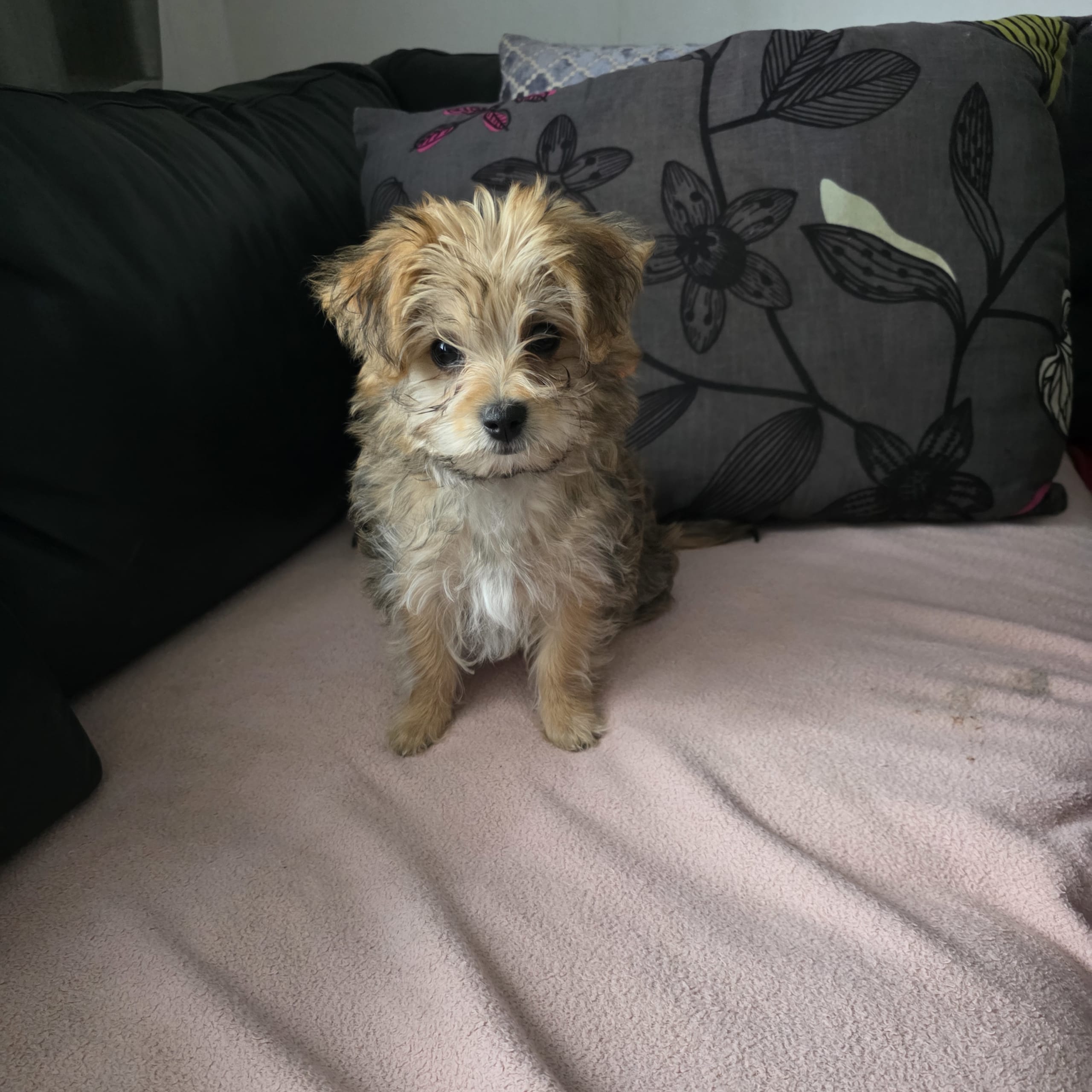 Bichon Frisé × Yorkshireterrier ( Yochon)