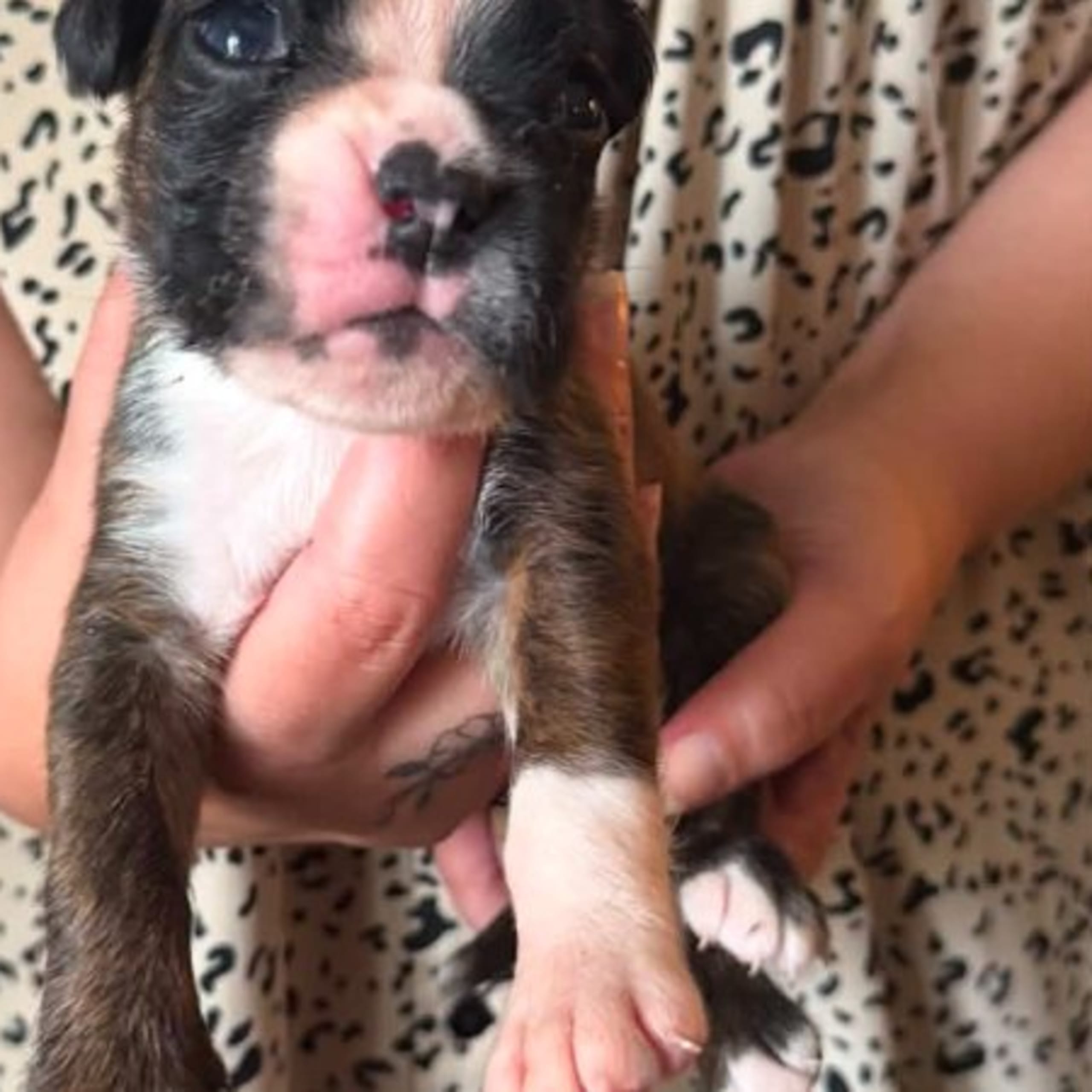 Boxer