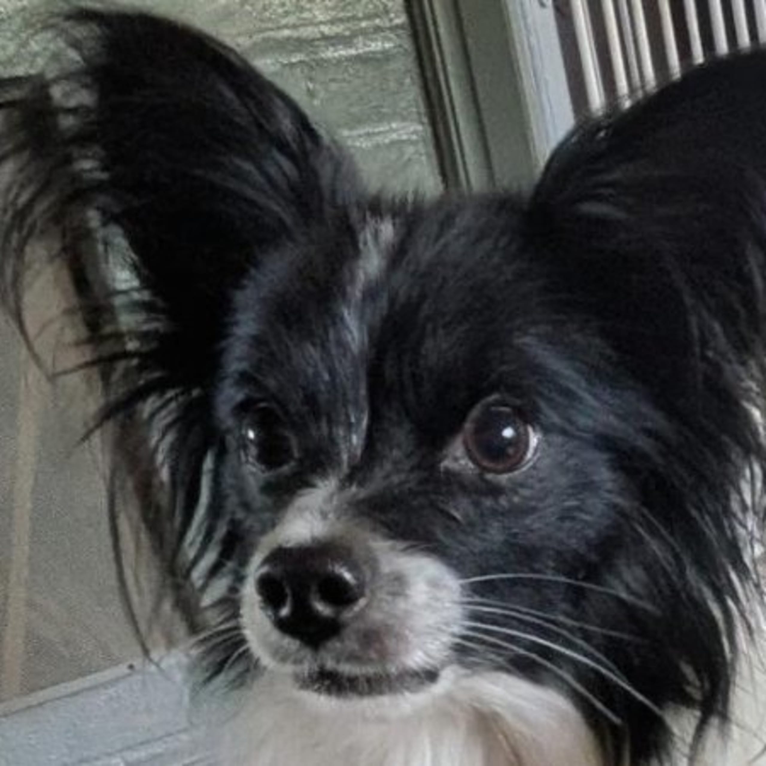 Papillon