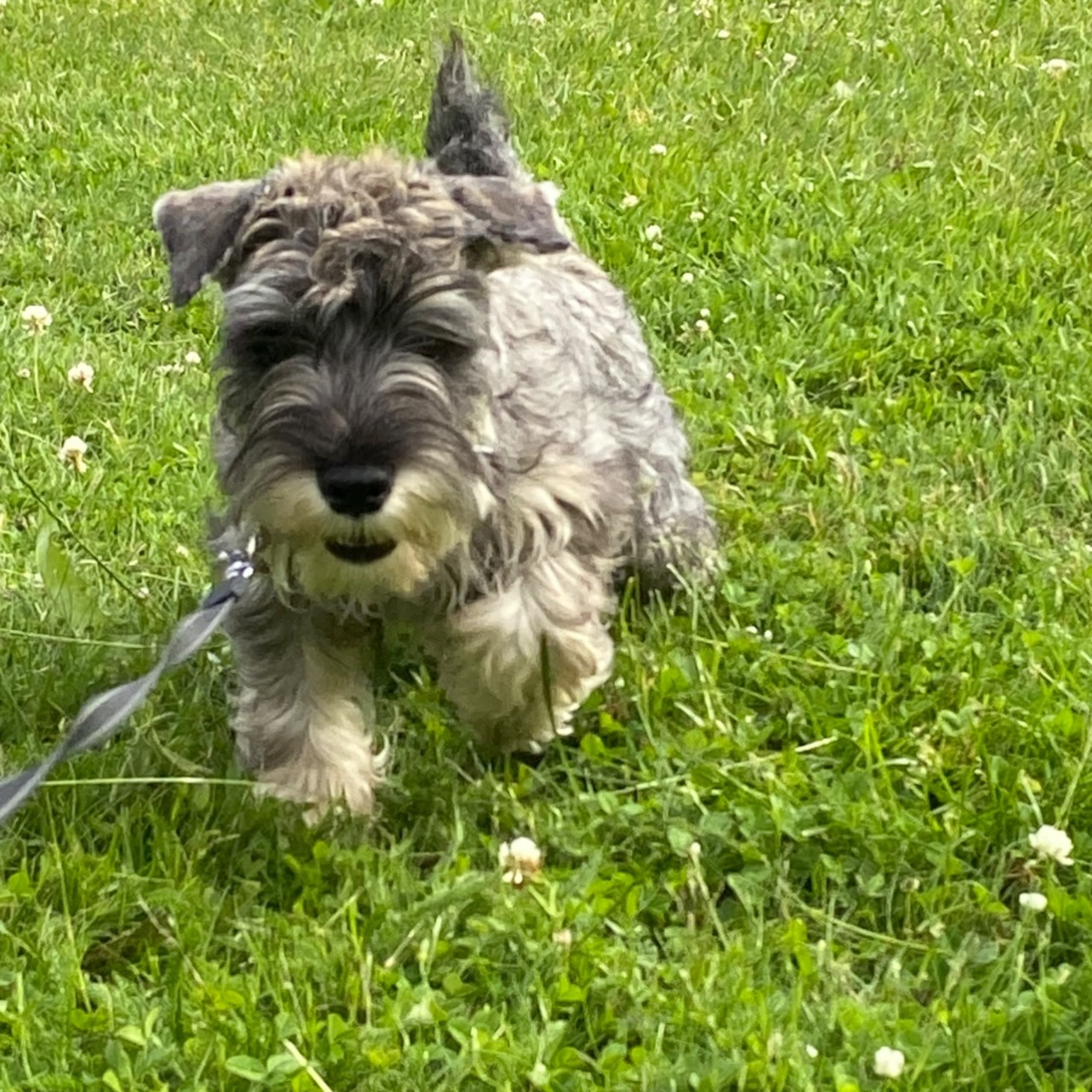 Dvärgschnauzer