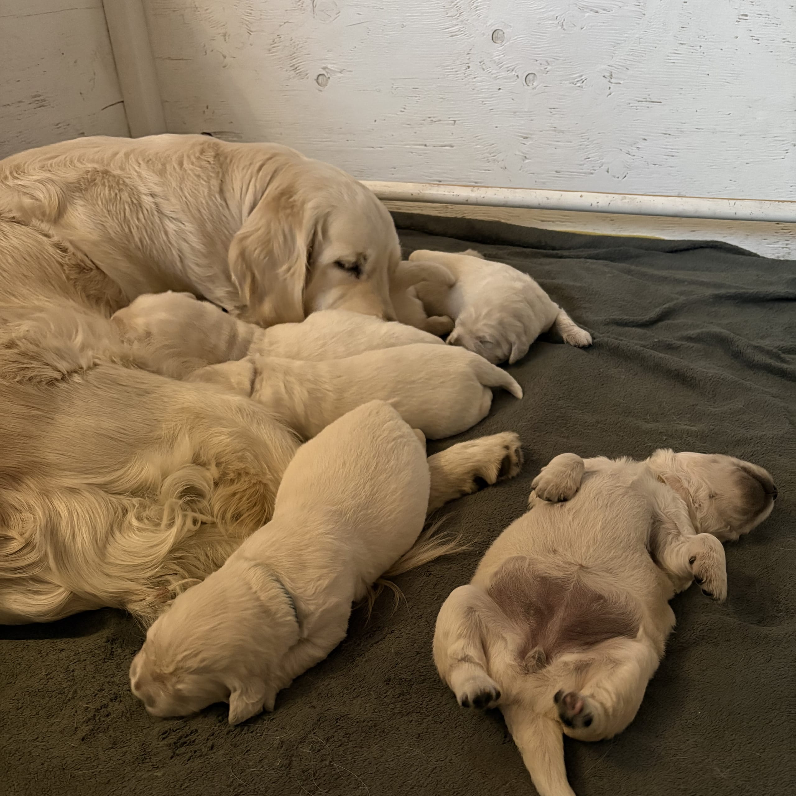 Golden retriever