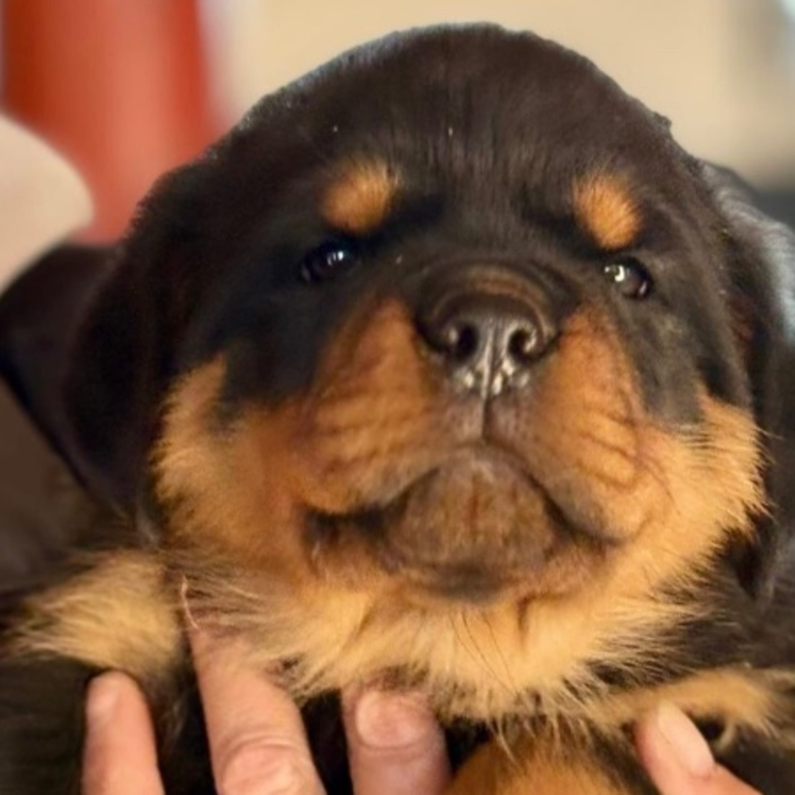 Rottweiler