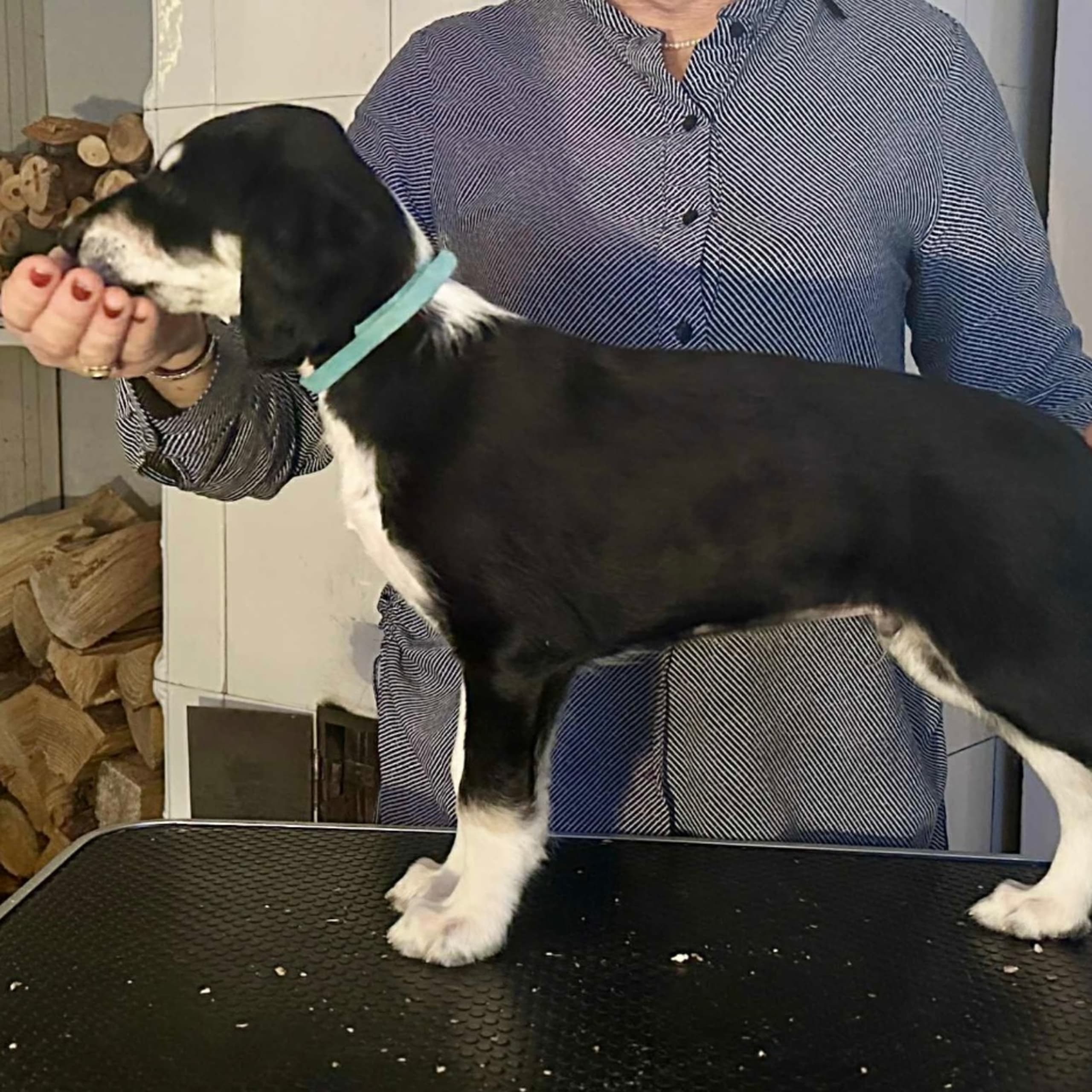 Saluki