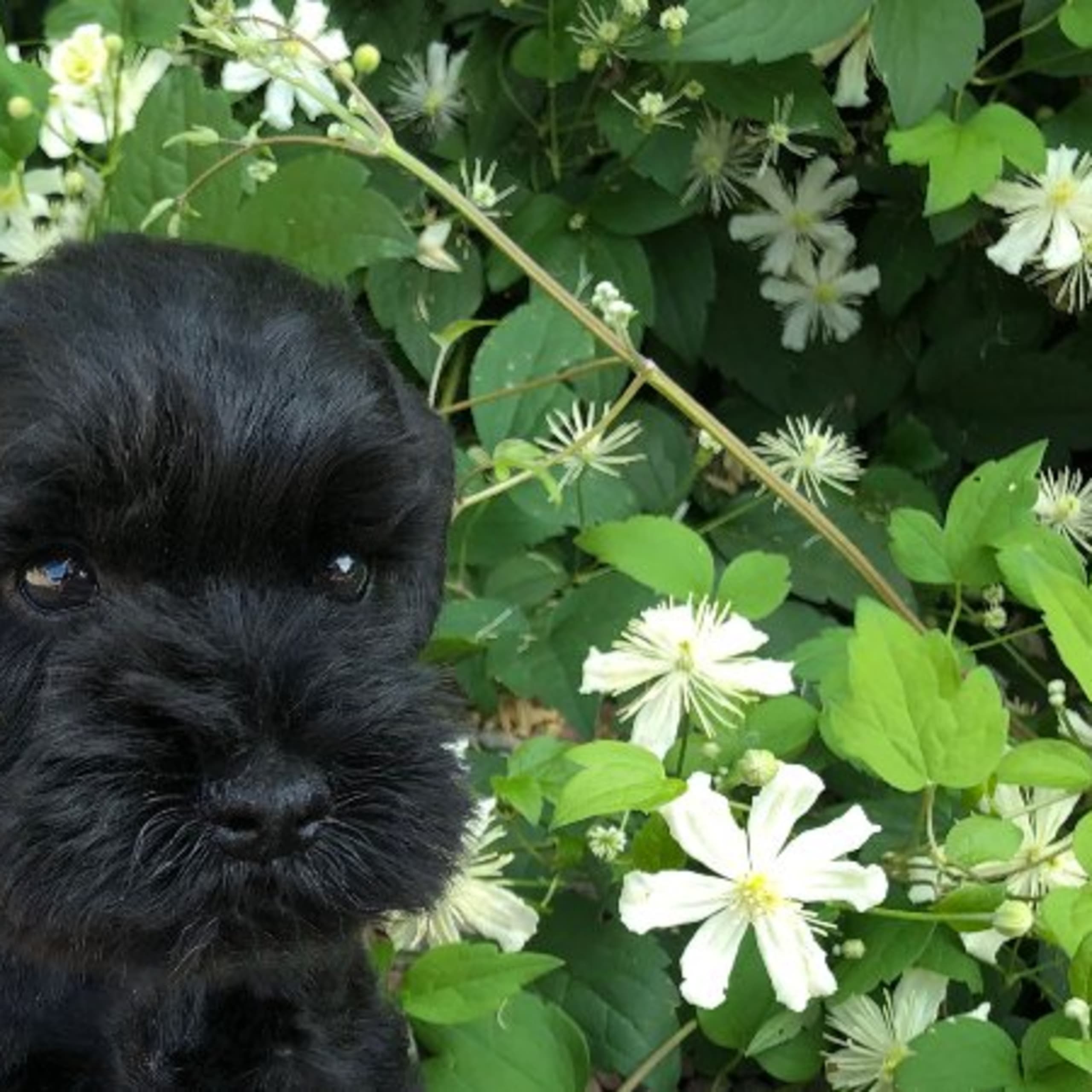 Dvärgschnauzer