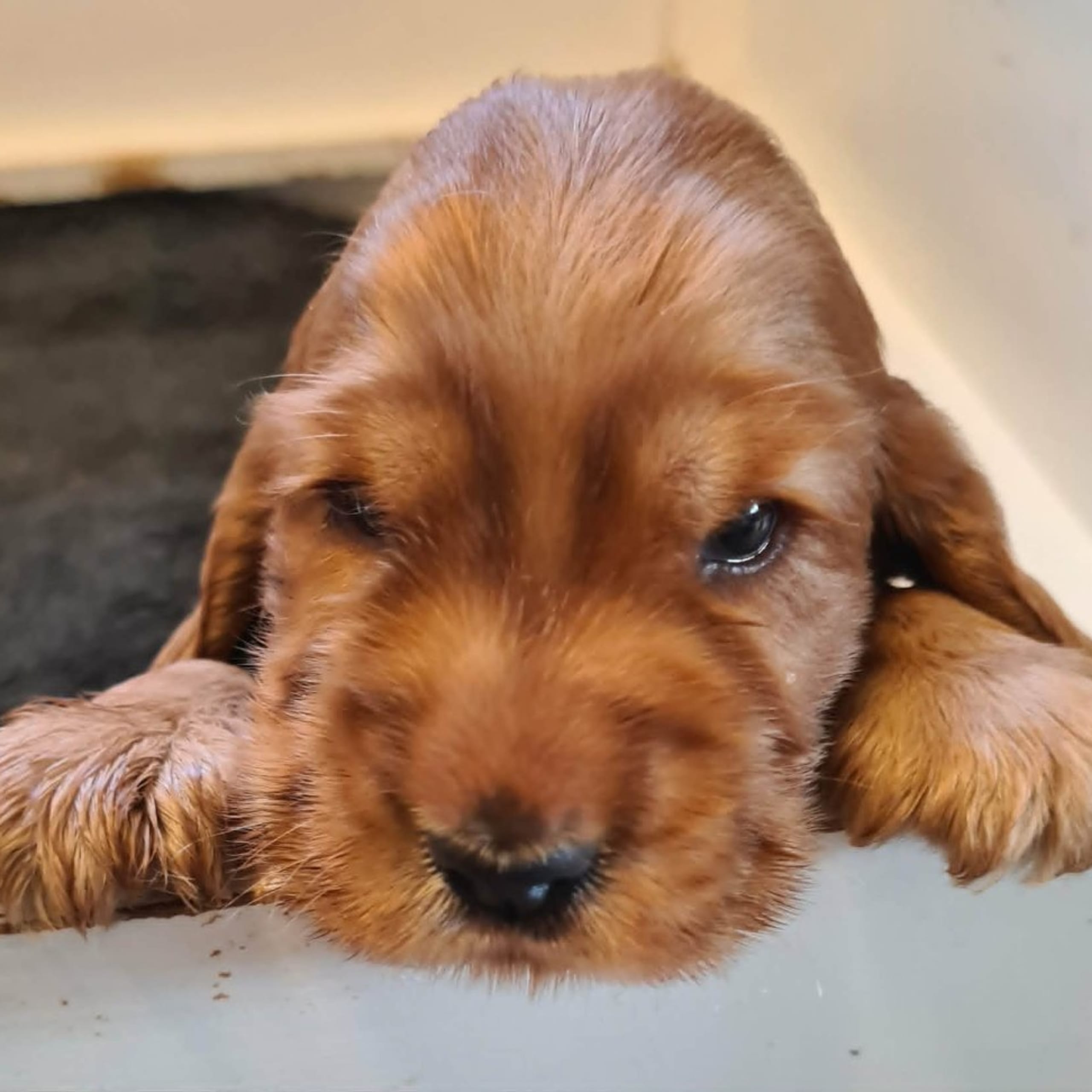 Cocker spaniel
