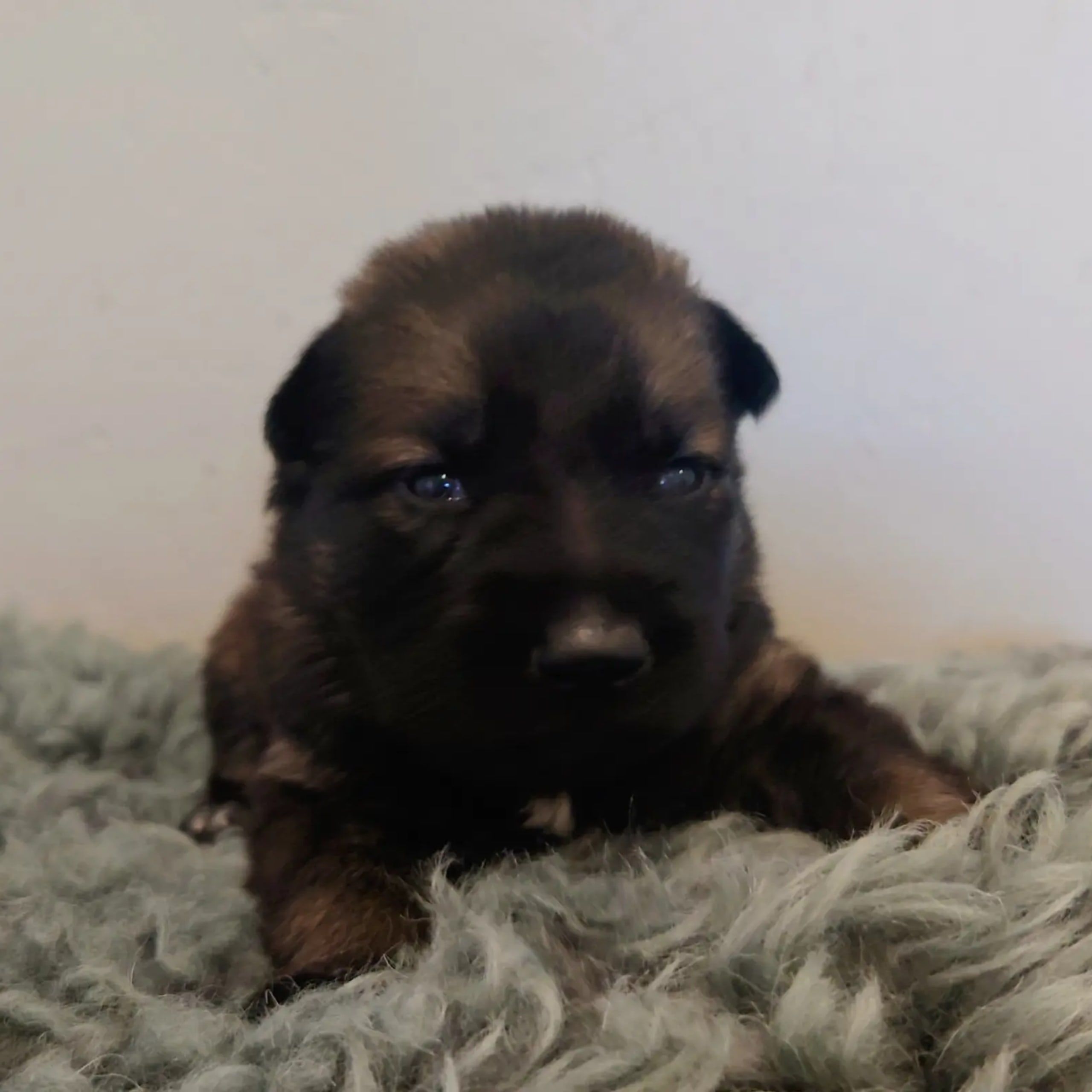 Tysk Schäferhund