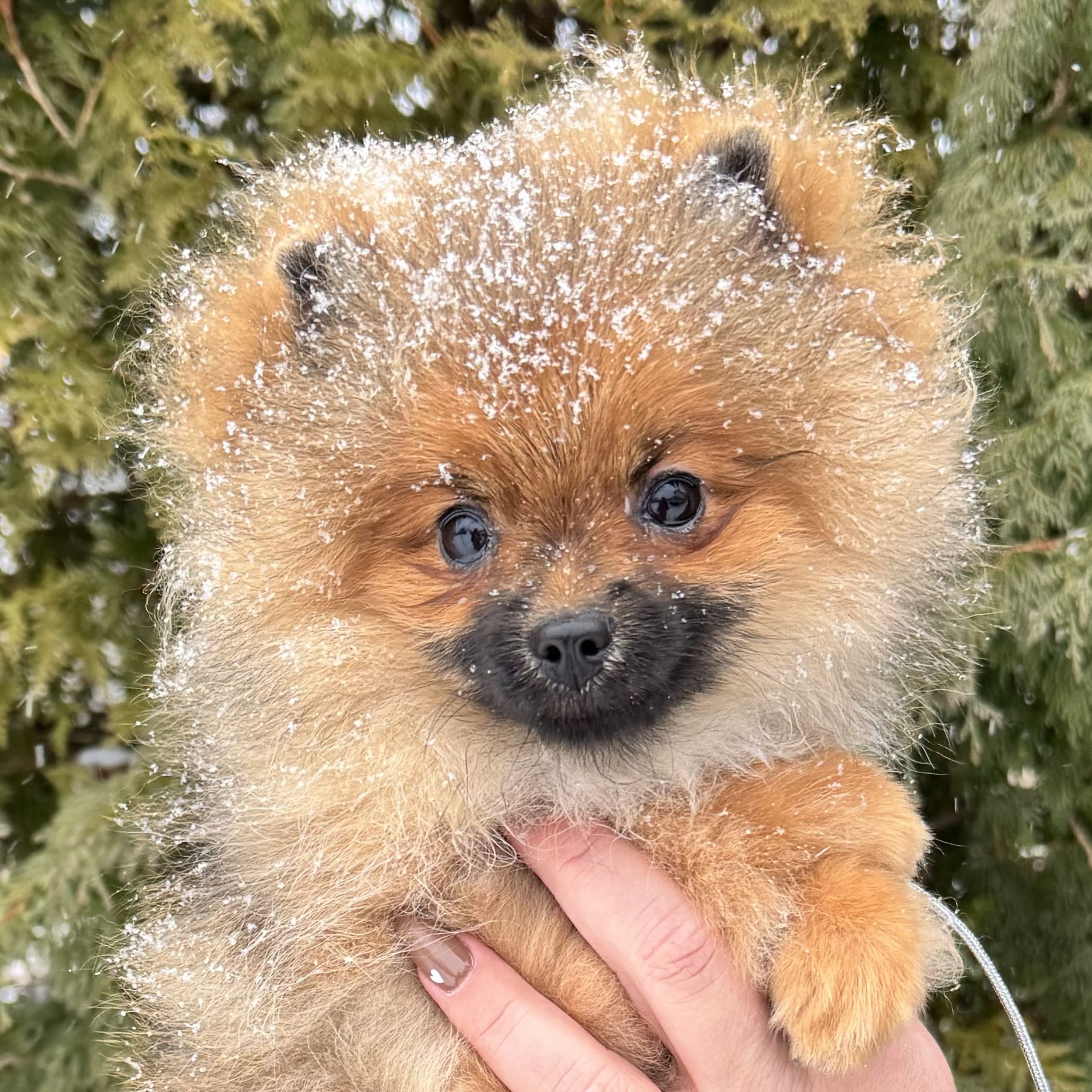 Pomeranian