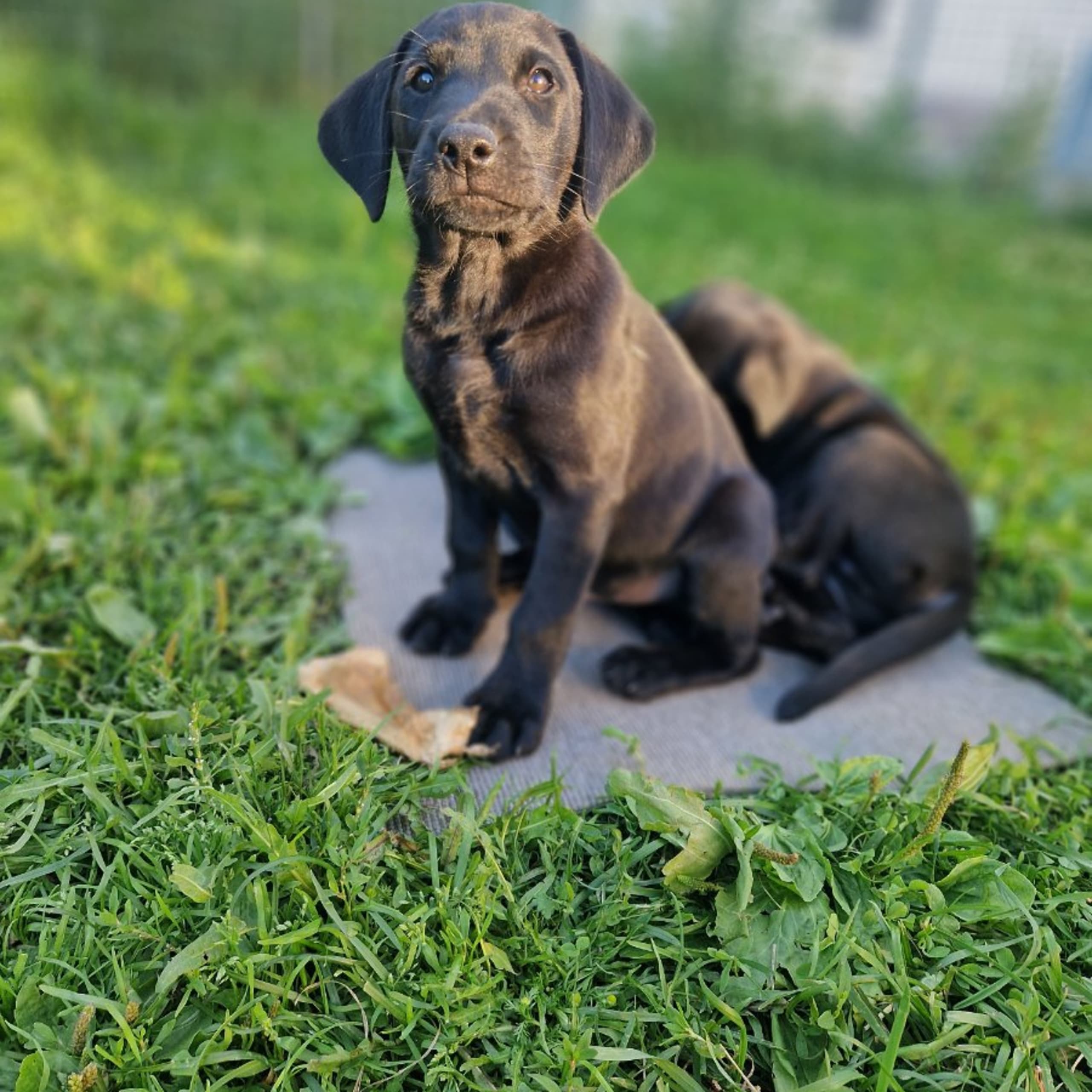 Labrador retriever