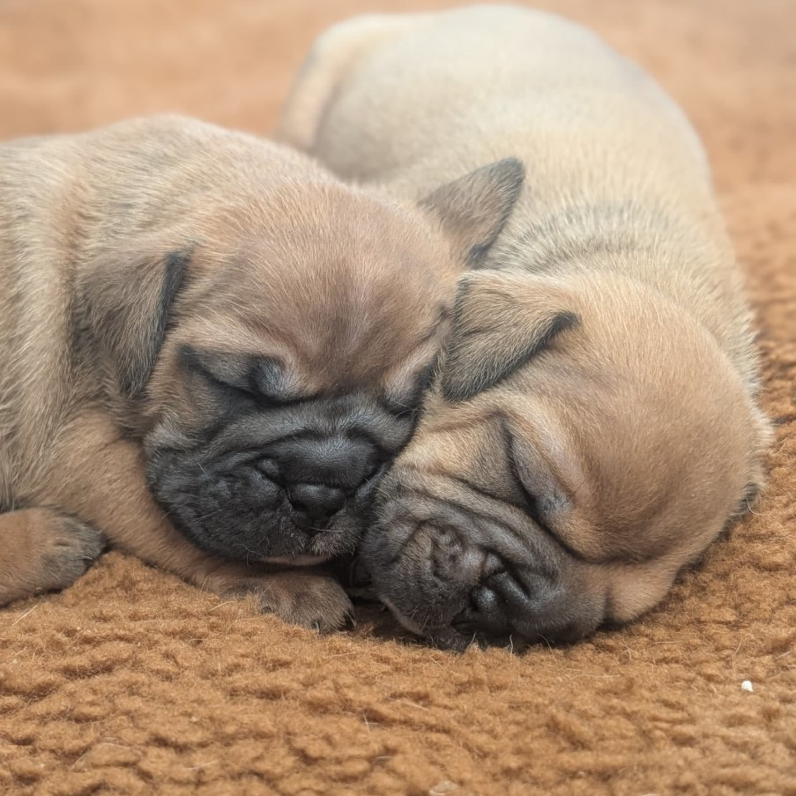 Continental Bulldog