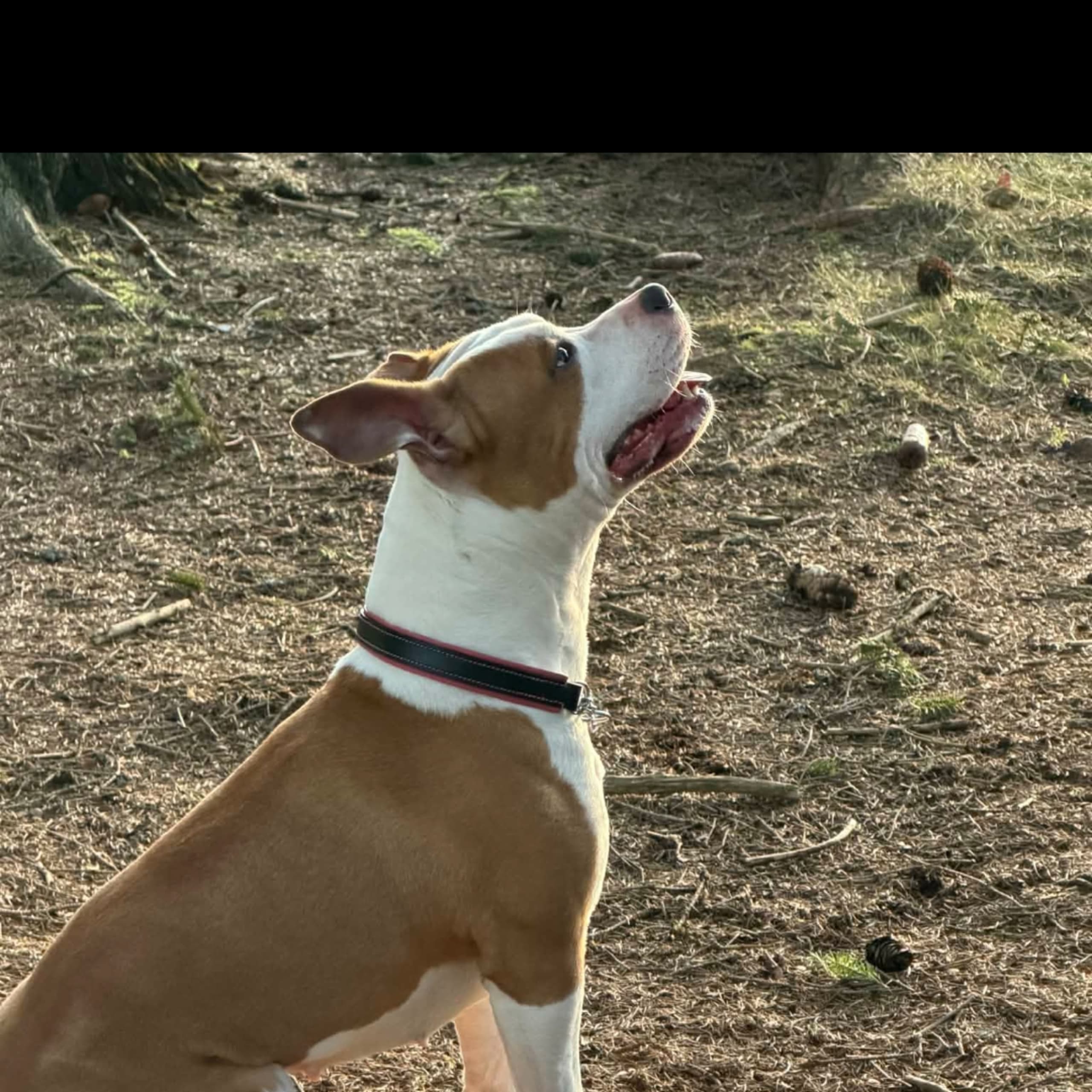 American Staffordshire Terrier