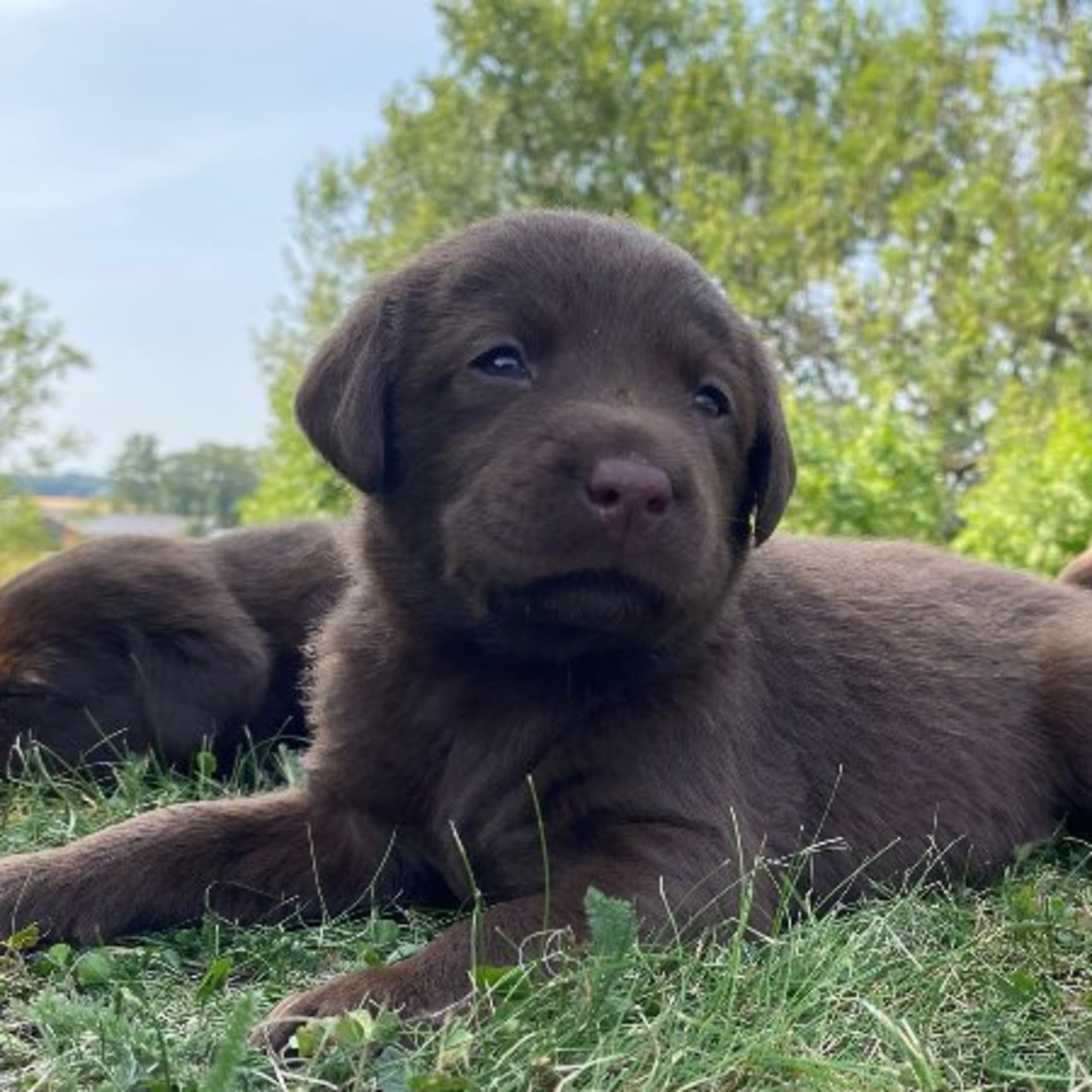 Labrador retriever
