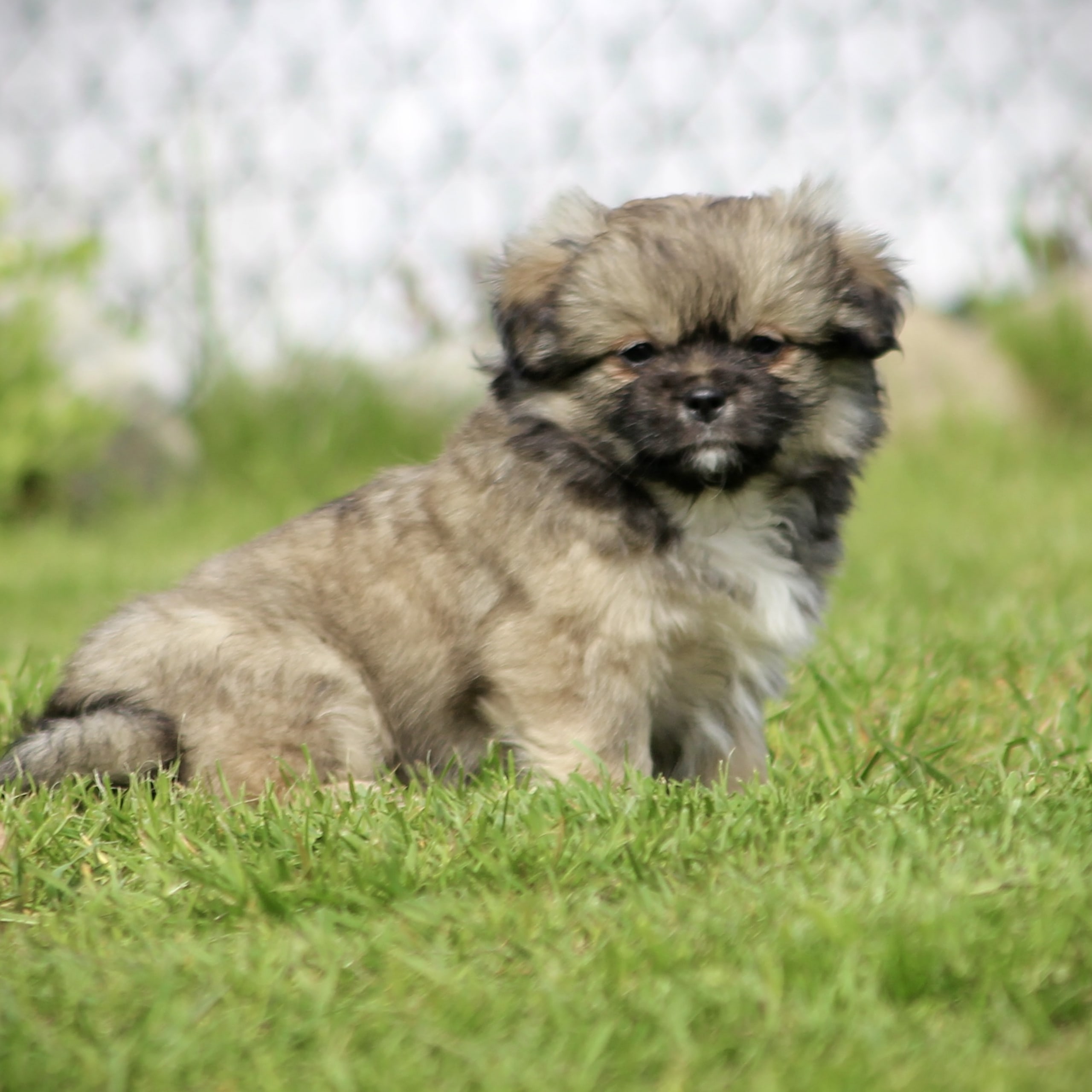 Tibetansk spaniel