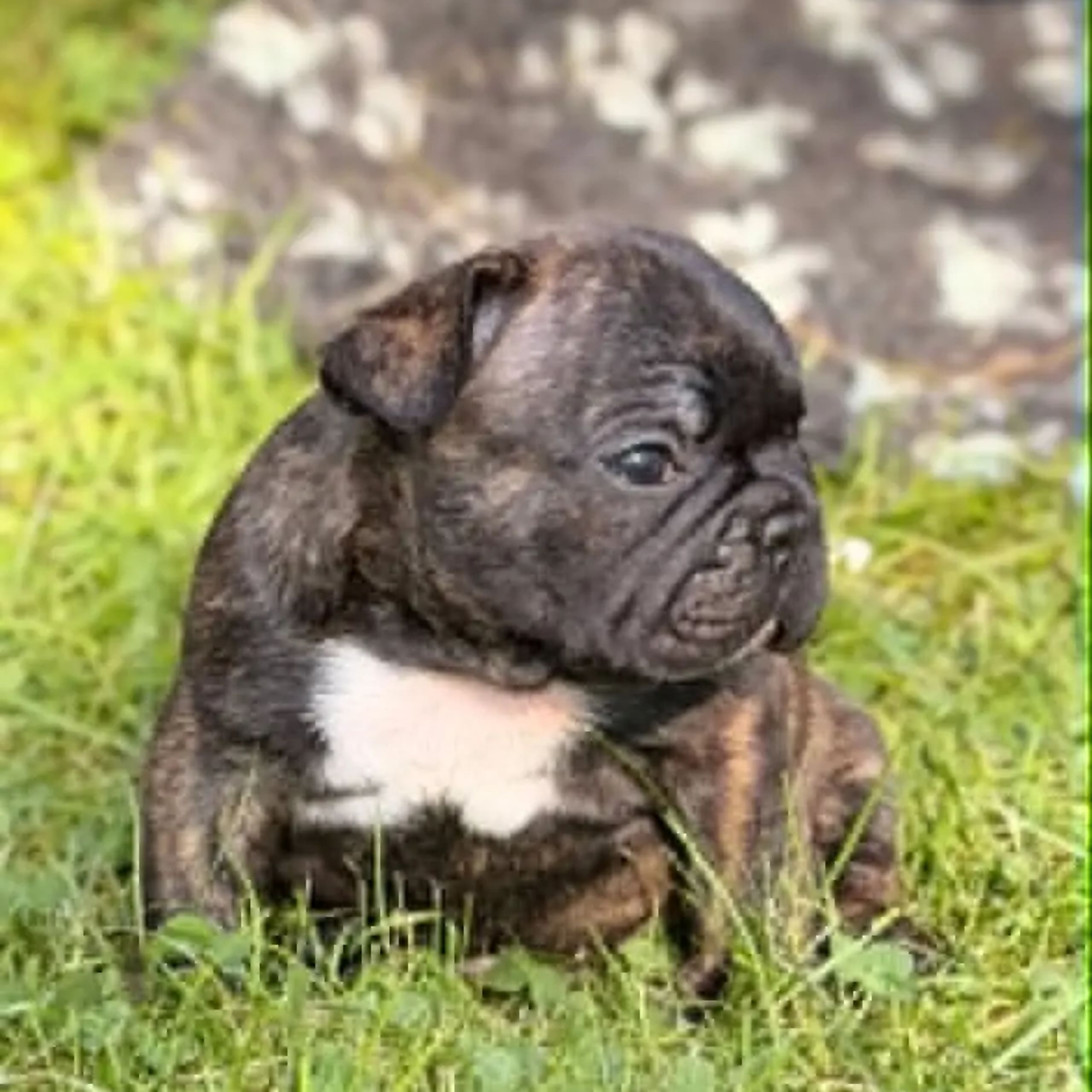 Fransk bulldogg