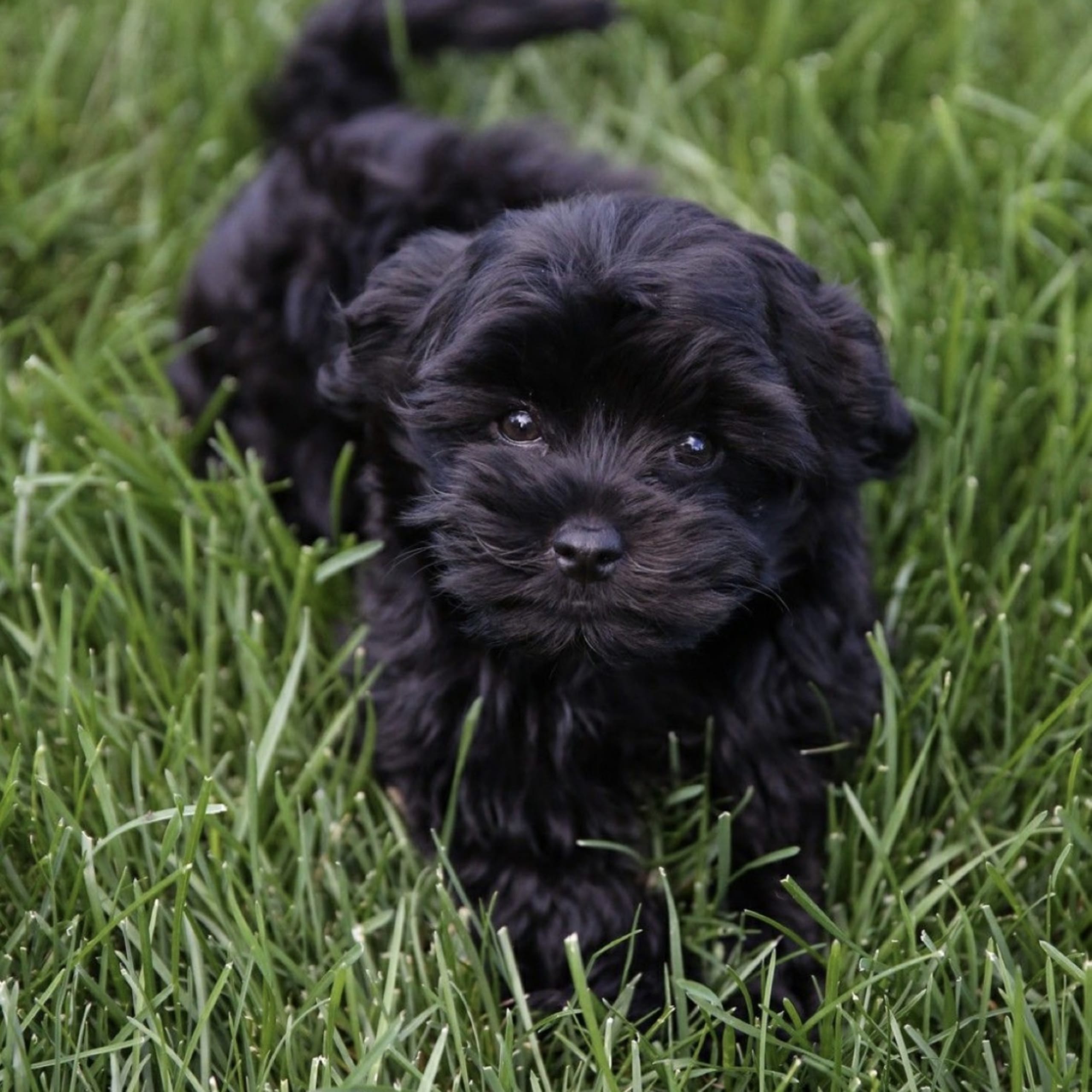 Bichon havanais