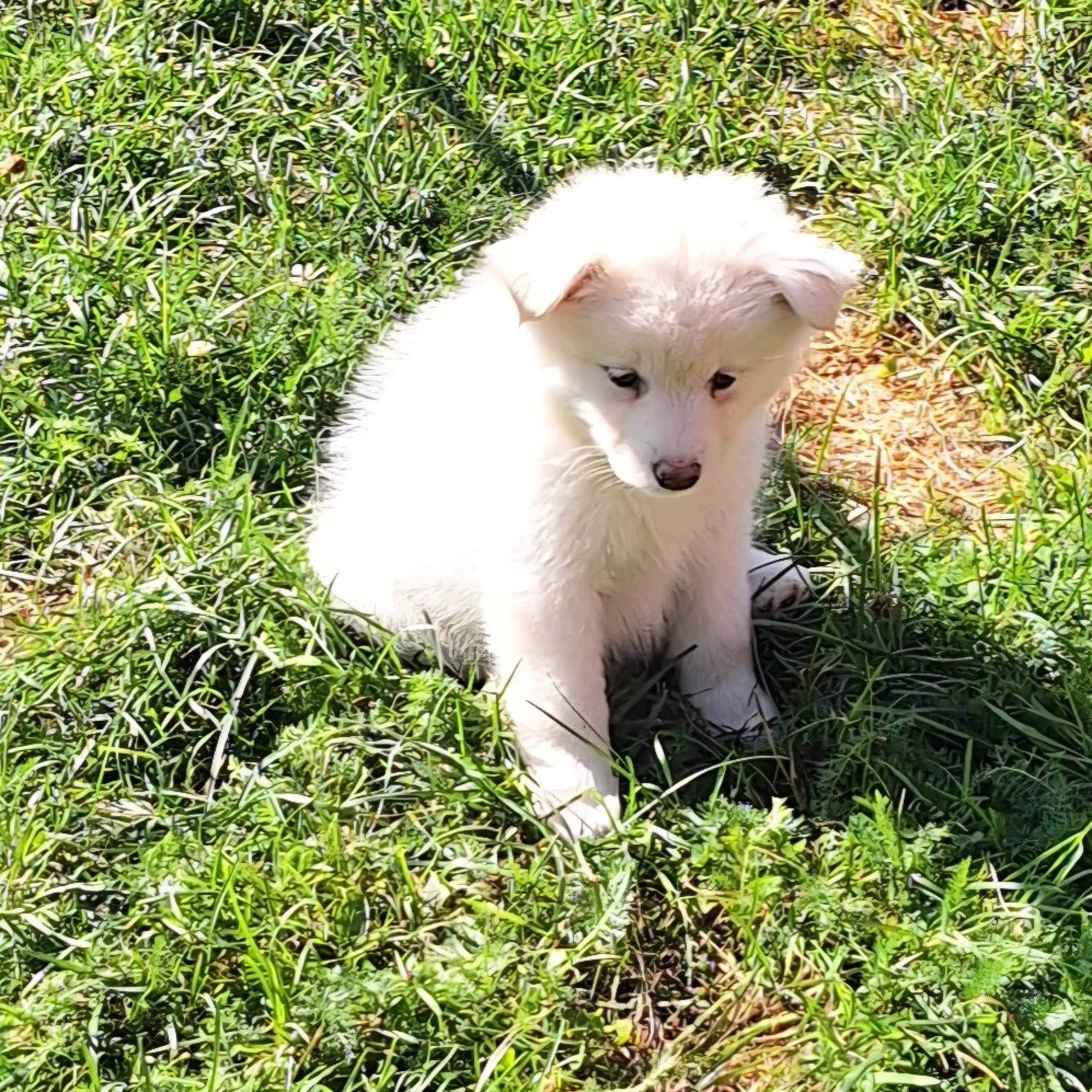 Finsk lapphund
