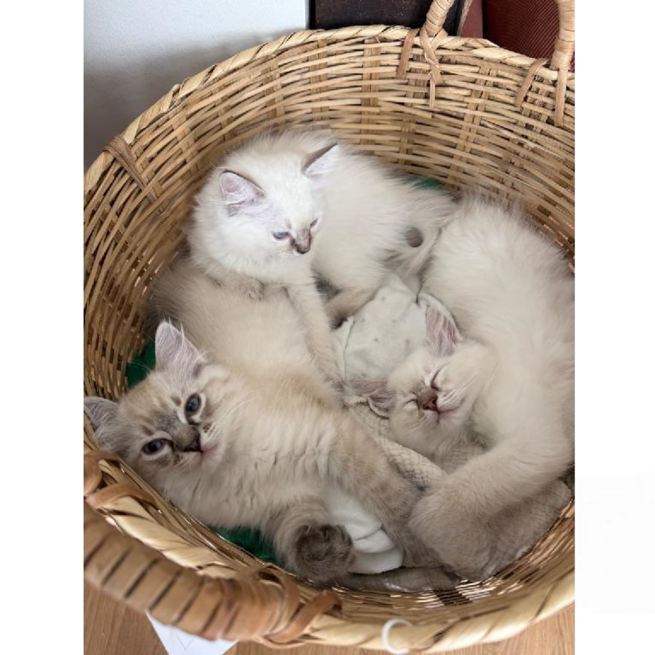 Ragdoll