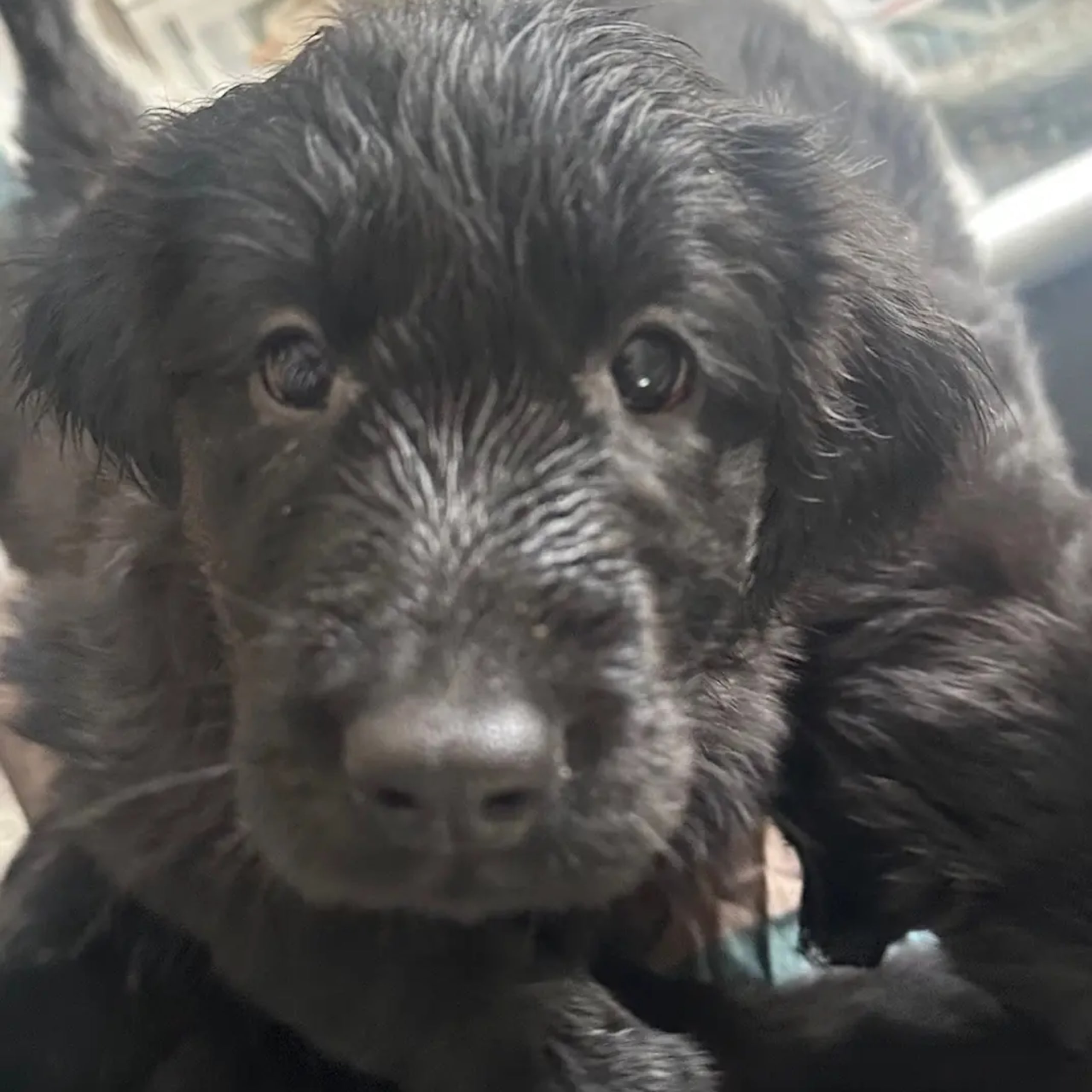 Flatcoated retriever