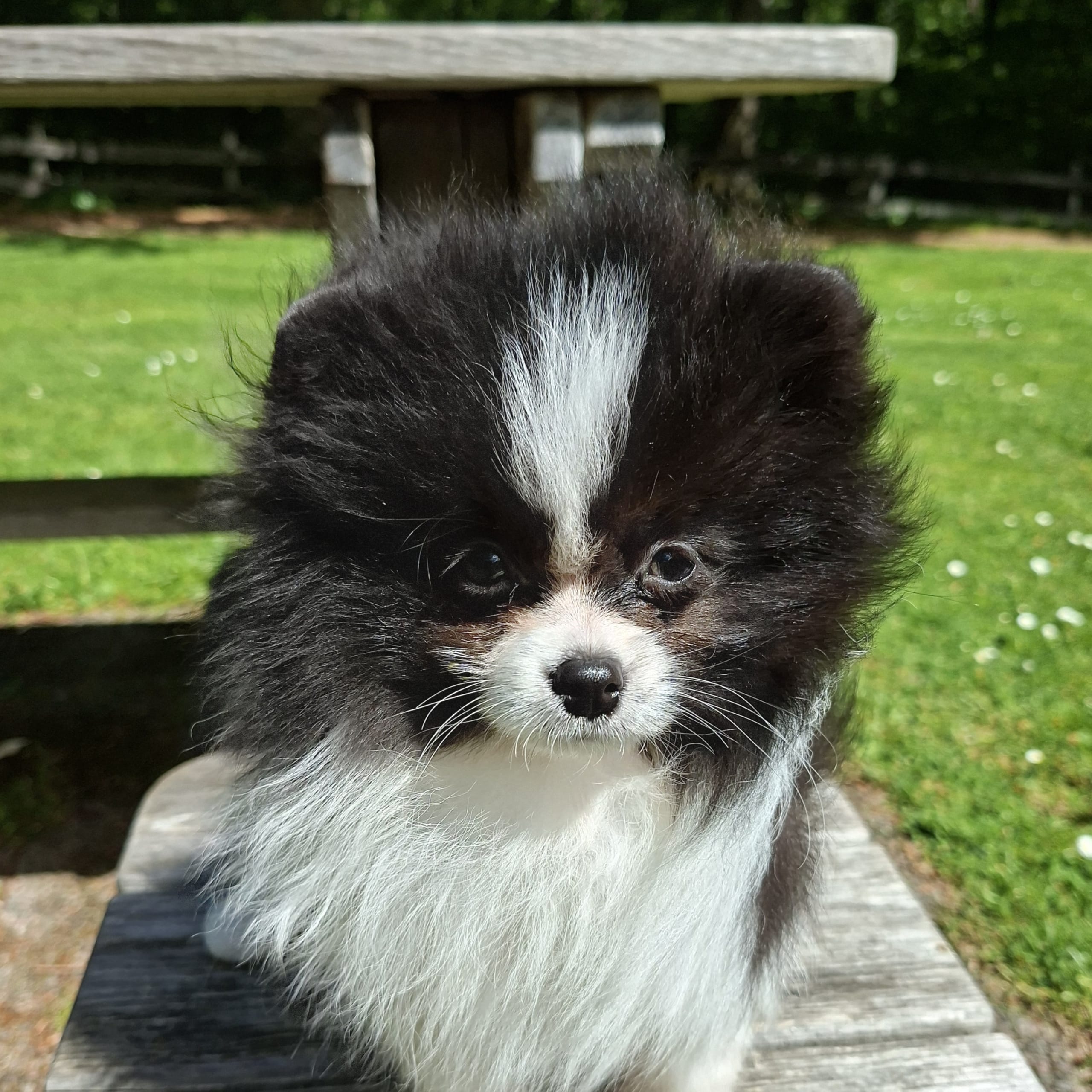 Pomeranian