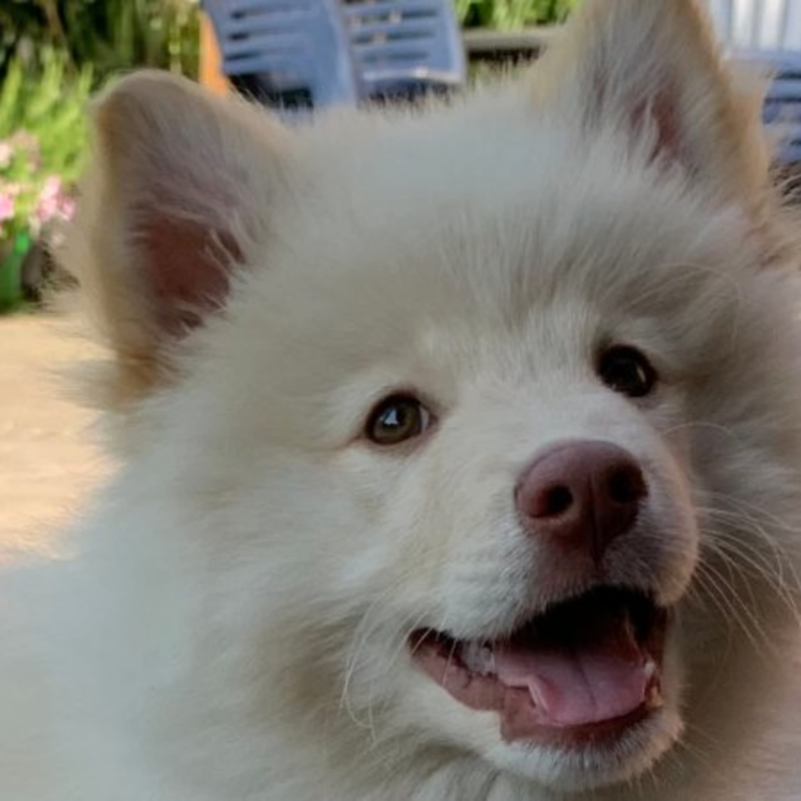 Finsk lapphund