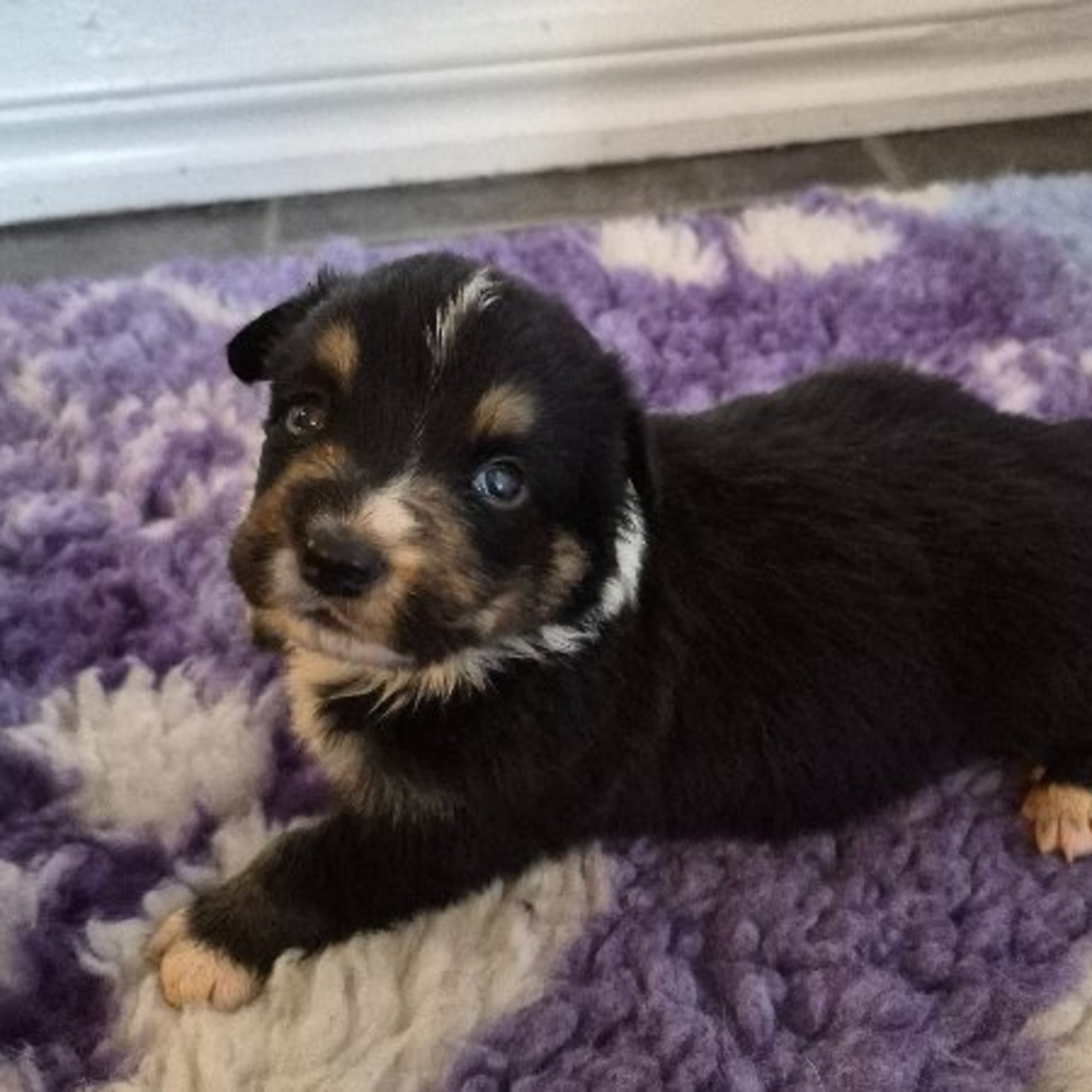 Welsh corgi cardigan