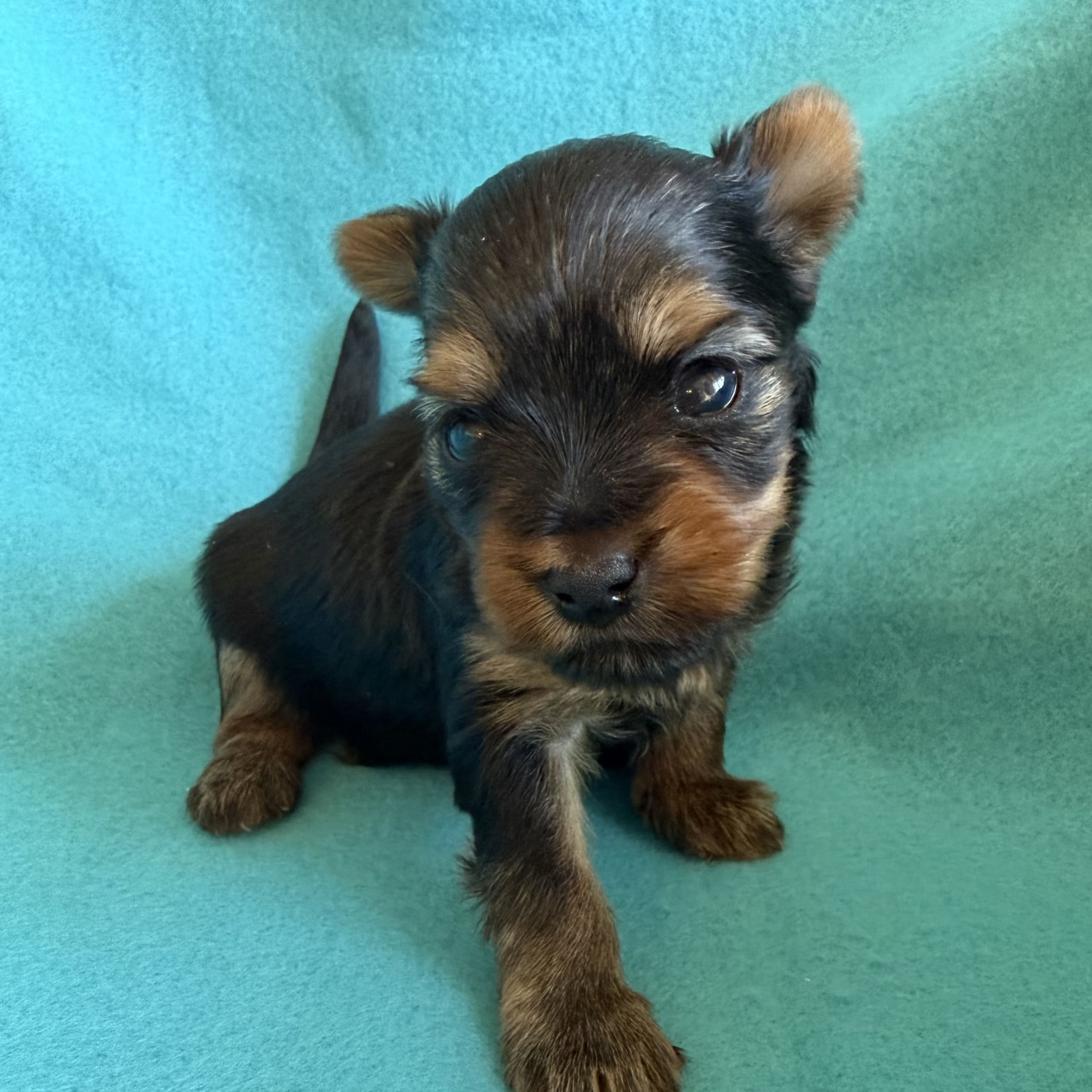 Yorkshireterrier